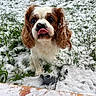 Olaf a rejoint le concours — aidez-le/la à gagner de superbes lots ! dog, cavalier_king_charles_spaniel, snow, outdoor, winter, grass, pet, animal, portrait, close_up, tongue_out, floppy_ears, brown_and_white, snowy_fur, cute, standing, backyard, garden, natural_light, playful
