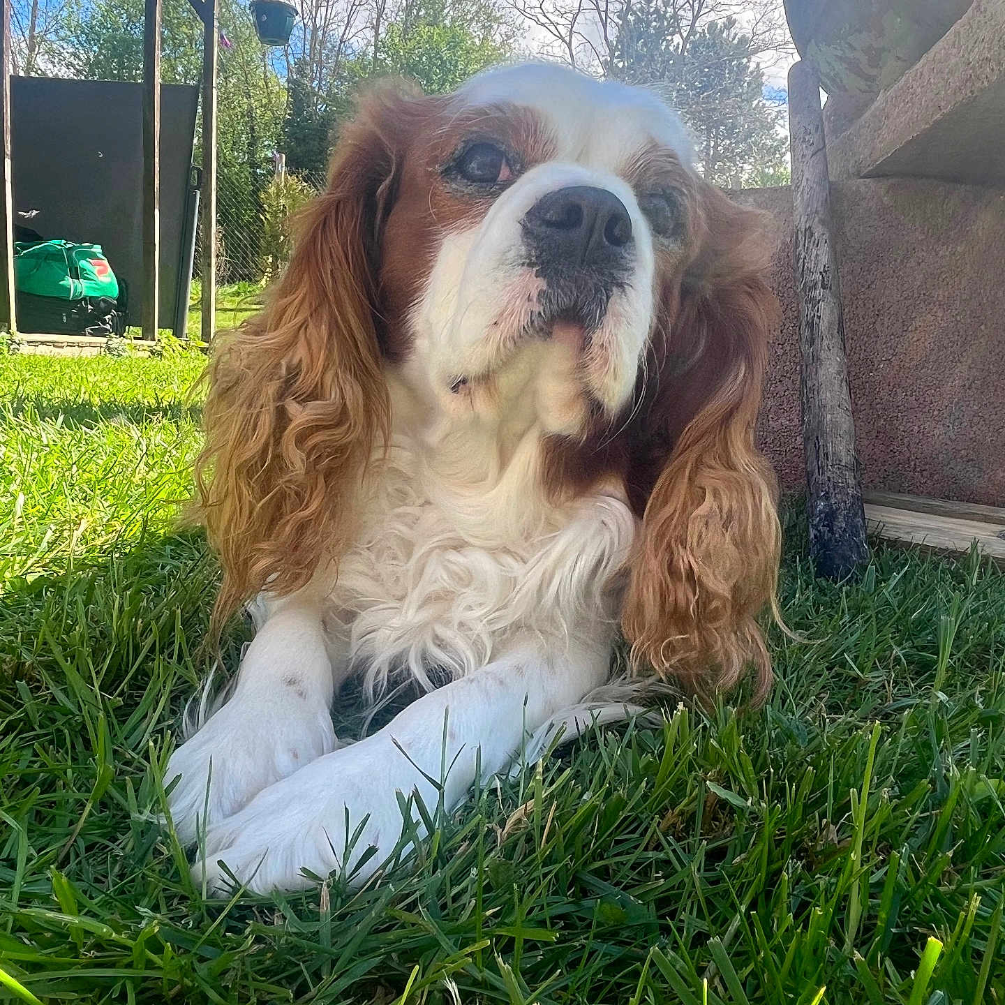Olaf participe au concours pour gagner de l'argent avec cette photo : dog, cavalier_king_charles_spaniel, pet, animal, long_hair, floppy_ears, brown_and_white, lying_down, grass, garden, outdoor, portrait, close_up, face, nose, eyes, paws, fur, sunlight, backyard