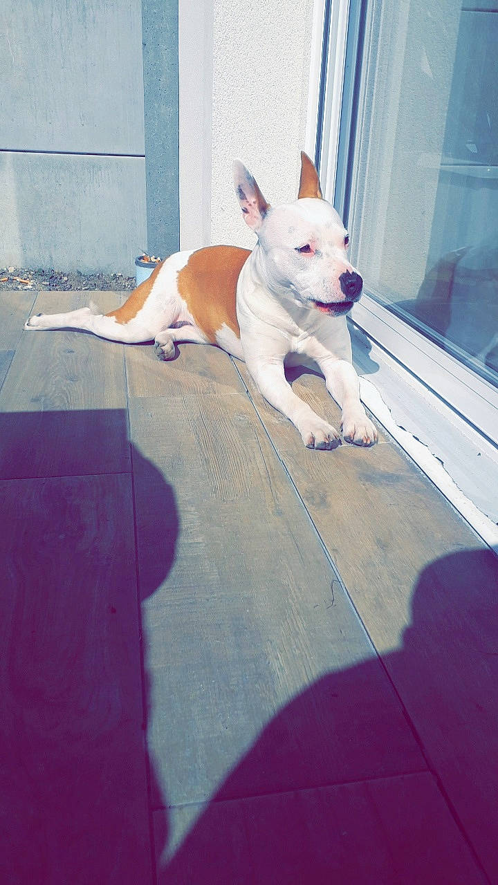 Loka participe au concours pour gagner de l'argent avec cette photo : canidae, carnivore, chihuahua, companion_dog, dog, dog_breed, ear, fawn, floor, french_bulldog, mammal, non_sporting_group, puppy, snout, sporting_group, tail