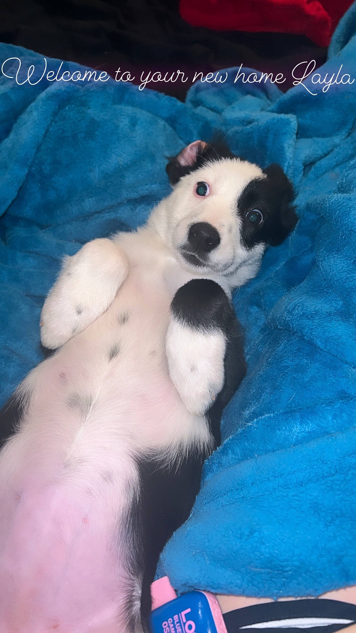 Layla is registered to the contest to win money with this photo: ball, canidae, carnivore, companion_dog, dog, dog_breed, dog_supply, font, fur, happy, liquid, paw, pet_supply, photo_caption, snout, sporting_group, tail, terrestrial_animal, toy, working_animal