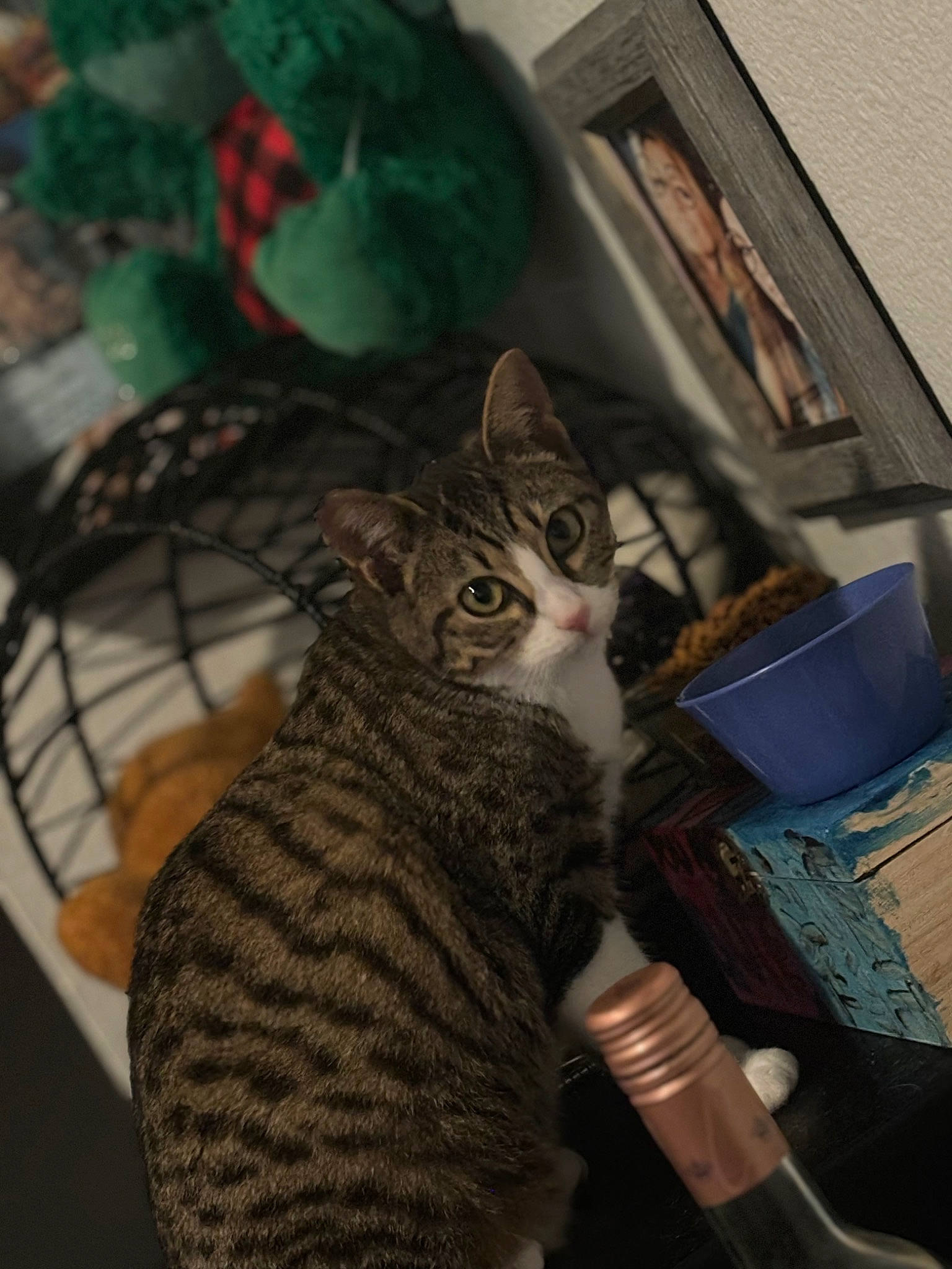 Draco is registered to the contest to win money with this photo: carnivore, cat, claw, computer_keyboard, domestic_short_haired_cat, door, felidae, fur, paw, picture_frame, room, sitting, small_to_medium_sized_cats, snout, tableware, tail, tree, whiskers, wood