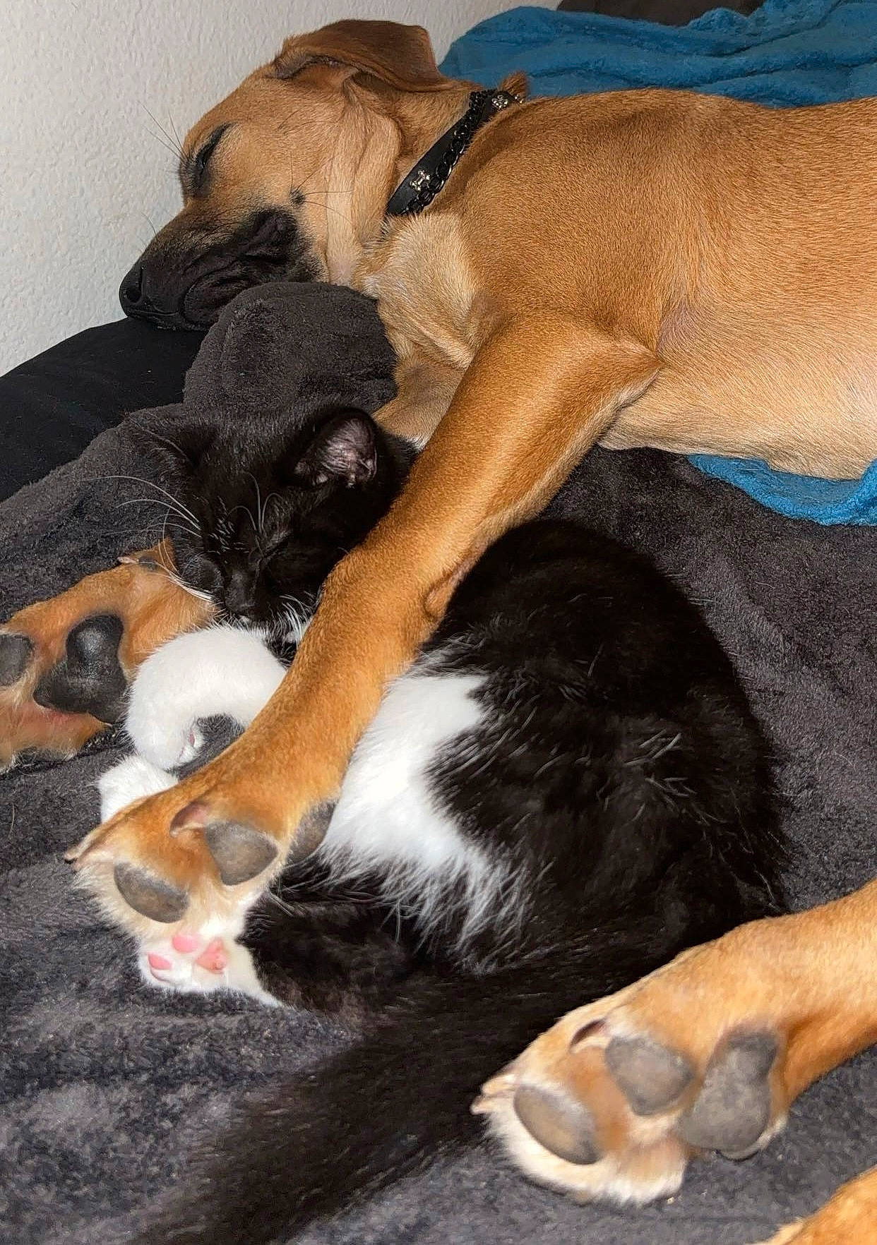 Coda is registered to the contest to win money with this photo: bored, canidae, carnivore, comfort, companion_dog, dog, dog_breed, fawn, fur, hound, human_leg, nap, paw, scent_hound, snout, sporting_group, tail, terrestrial_animal, working_animal, working_dog