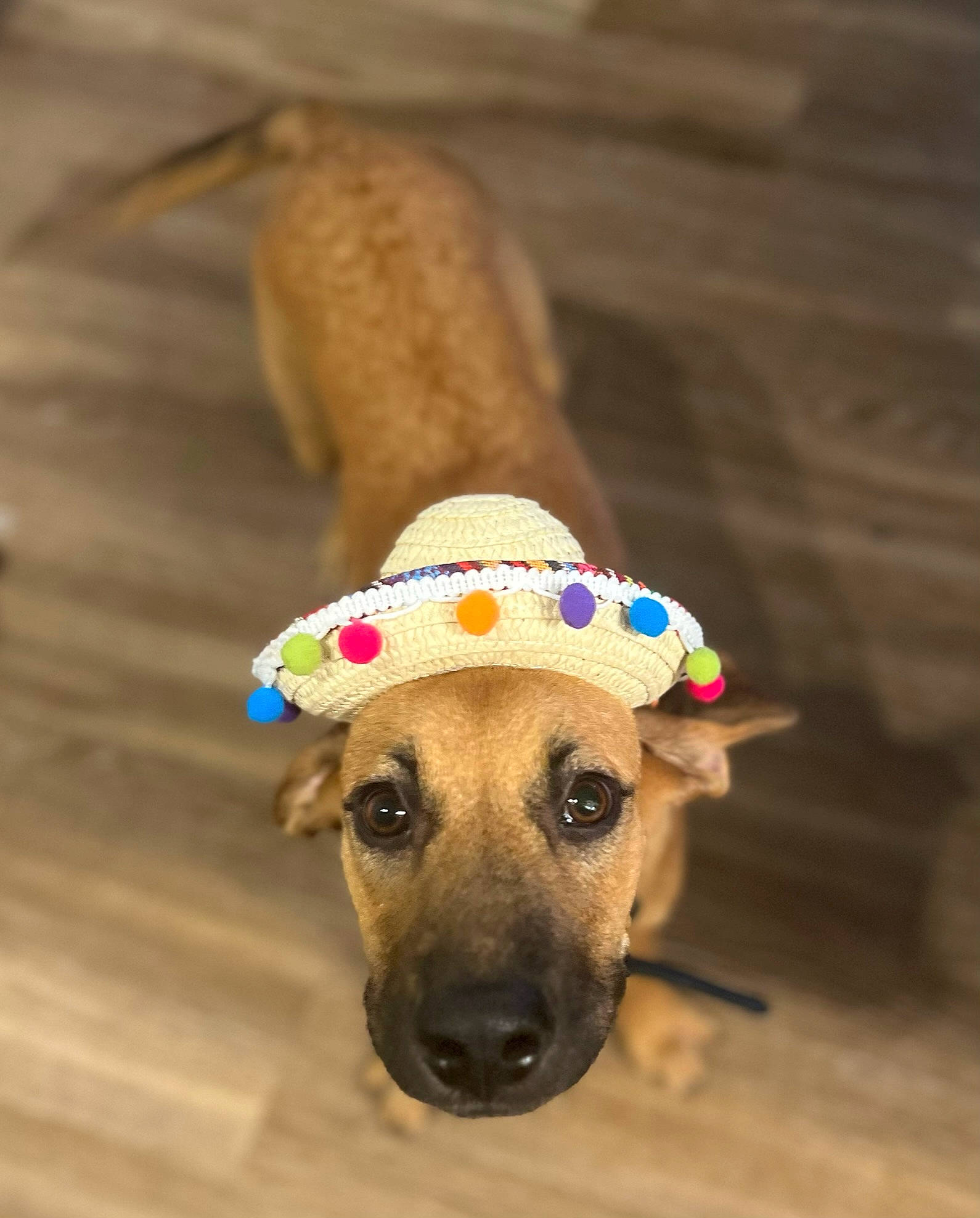 Coda is registered to the contest to win money with this photo: carnivore, companion_dog, costume_hat, dog, dog_breed, dog_collar, dog_supply, eyewear, fashion_accessory, fawn, fedora, happy, hat, pet_supply, plant, sun_hat, sunglasses, whiskers, wood, working_animal