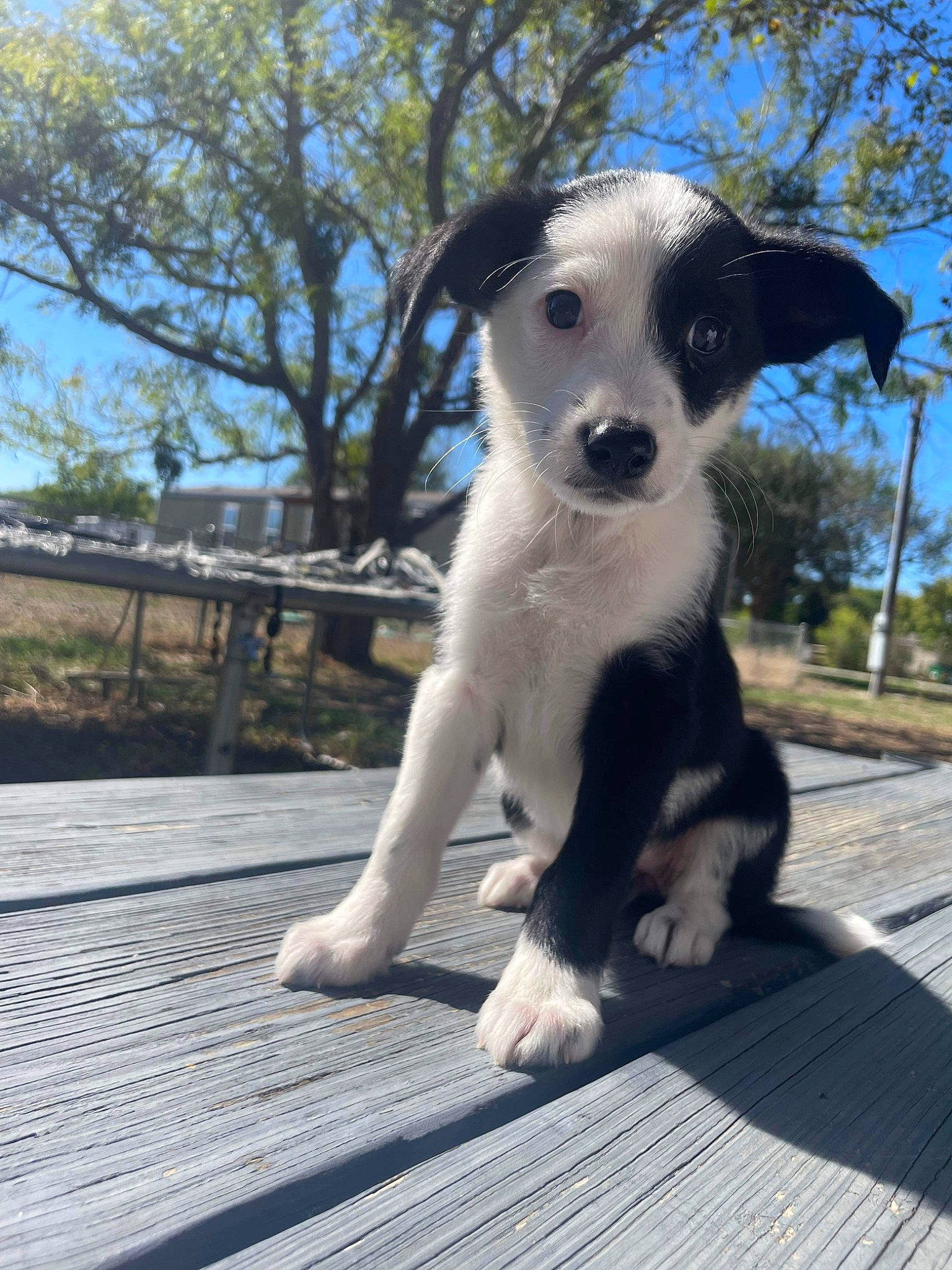 Layla joined the competition — help win amazing prizes! canidae, carnivore, companion_dog, dog, dog_breed, fawn, grass, paw, plant, puppy, sky, snout, sporting_group, tail, terrestrial_animal, terrier, tree, whiskers, wood, working_animal