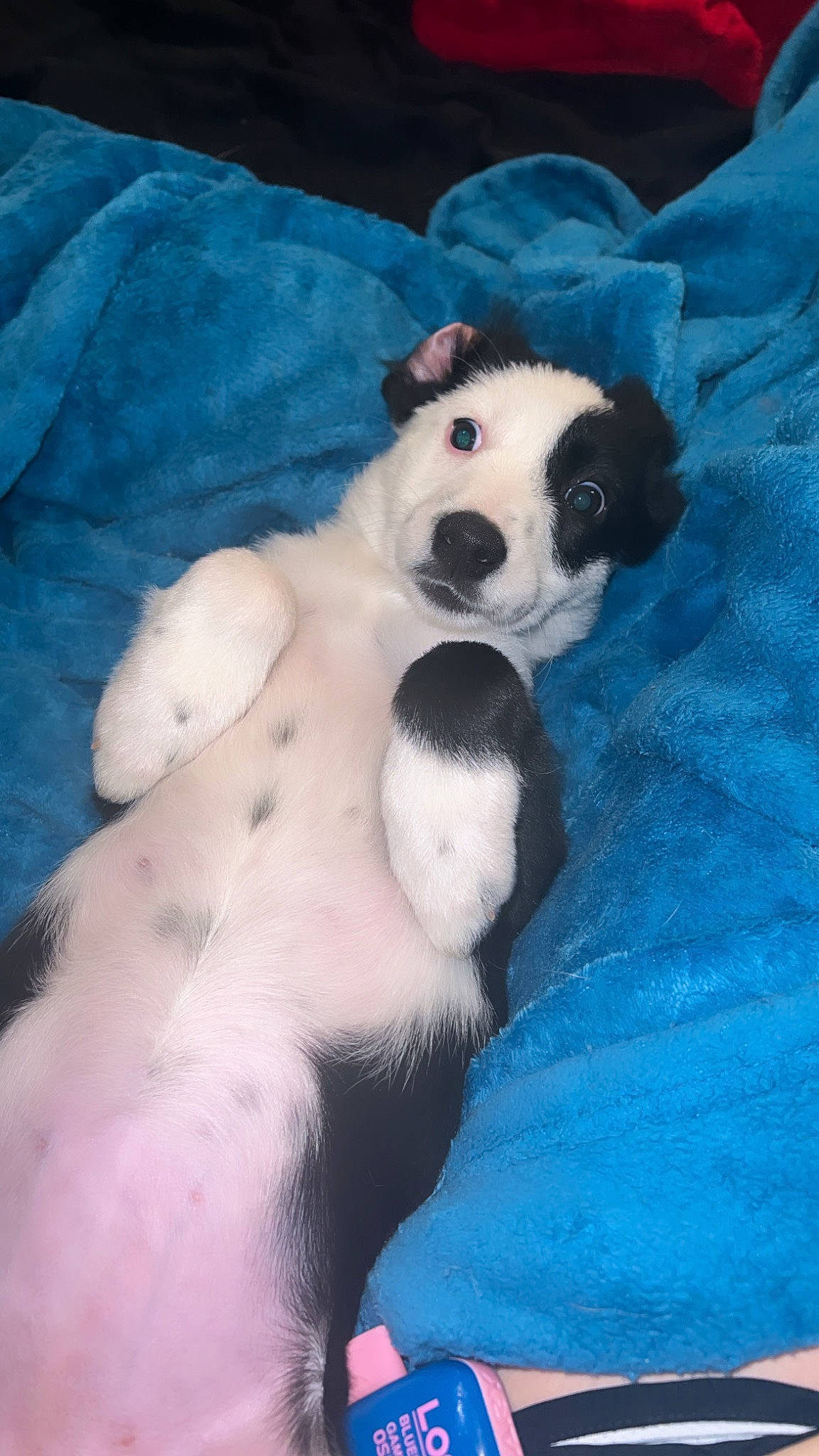 Layla joined the competition — help win amazing prizes! ball, canidae, carnivore, comfort, companion_dog, dog, dog_breed, fawn, fur, non_sporting_group, paw, snout, sporting_group, tail, terrestrial_animal, toy, whiskers, working_animal