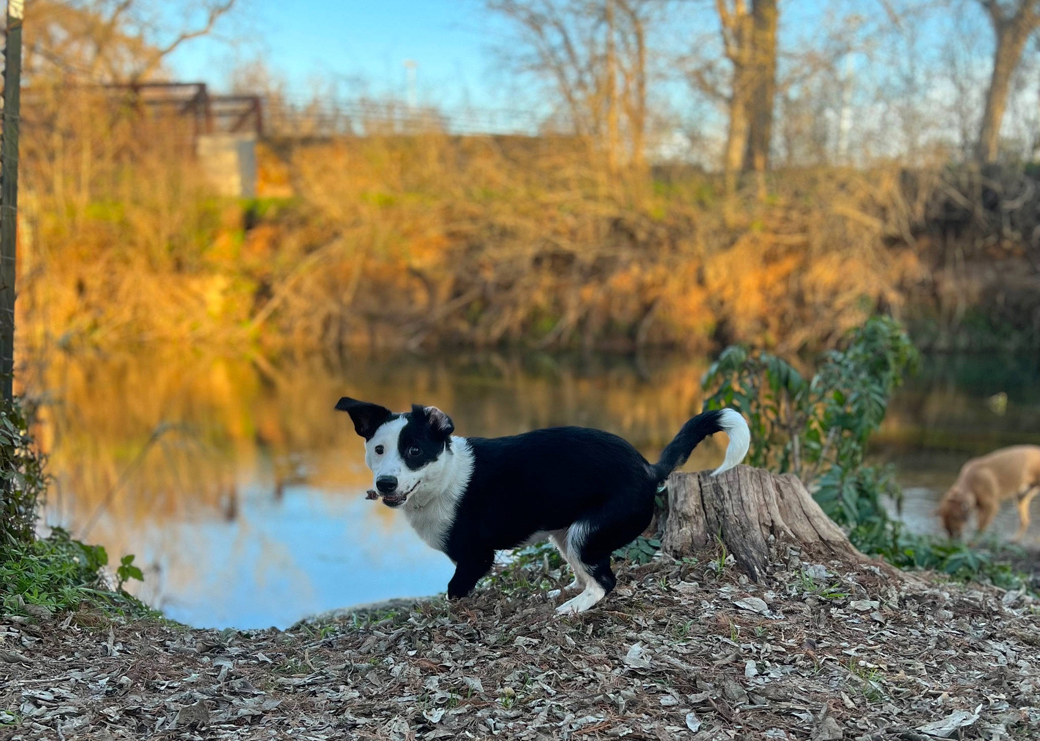 Layla joined the competition — help win amazing prizes! carnivore, companion_dog, dog, dog_breed, forest, grass, herding_dog, lake, landscape, mammal, natural_landscape, plant, sky, sporting_group, tail, tree, water, wildlife, wood, woodland
