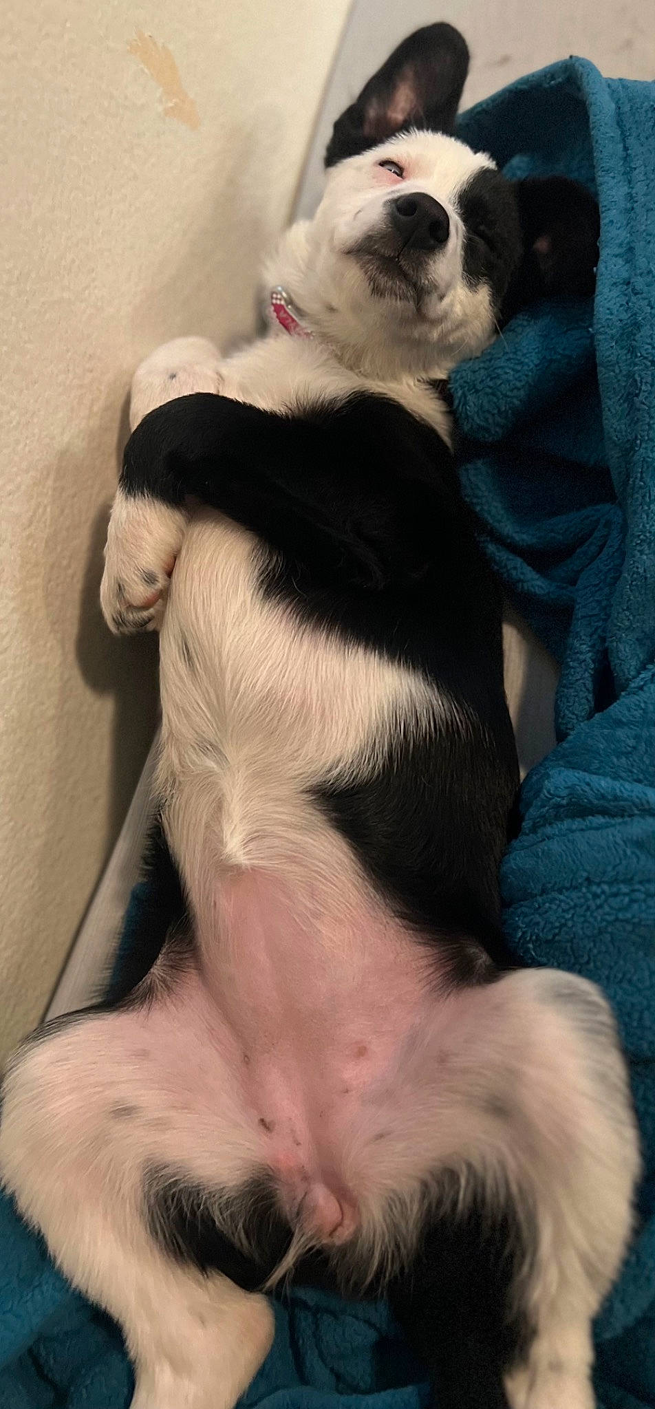 Layla is registered to the contest to win money with this photo: canidae, carnivore, cat, chest, comfort, companion_dog, dog, dog_breed, ear, fawn, felidae, fur, paw, small_to_medium_sized_cats, snout, sporting_group, tail, whiskers, white, working_animal