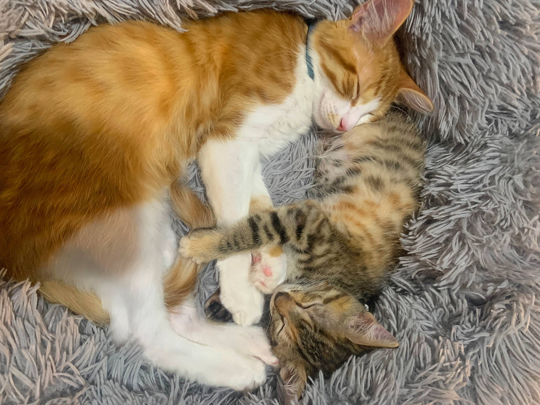 Keke joined the competition — help win amazing prizes! carnivore, cat, claw, comfort, domestic_short_haired_cat, fawn, felidae, foot, fur, grass, nap, paw, sitting, sleep, small_to_medium_sized_cats, snout, tail, tree, whiskers