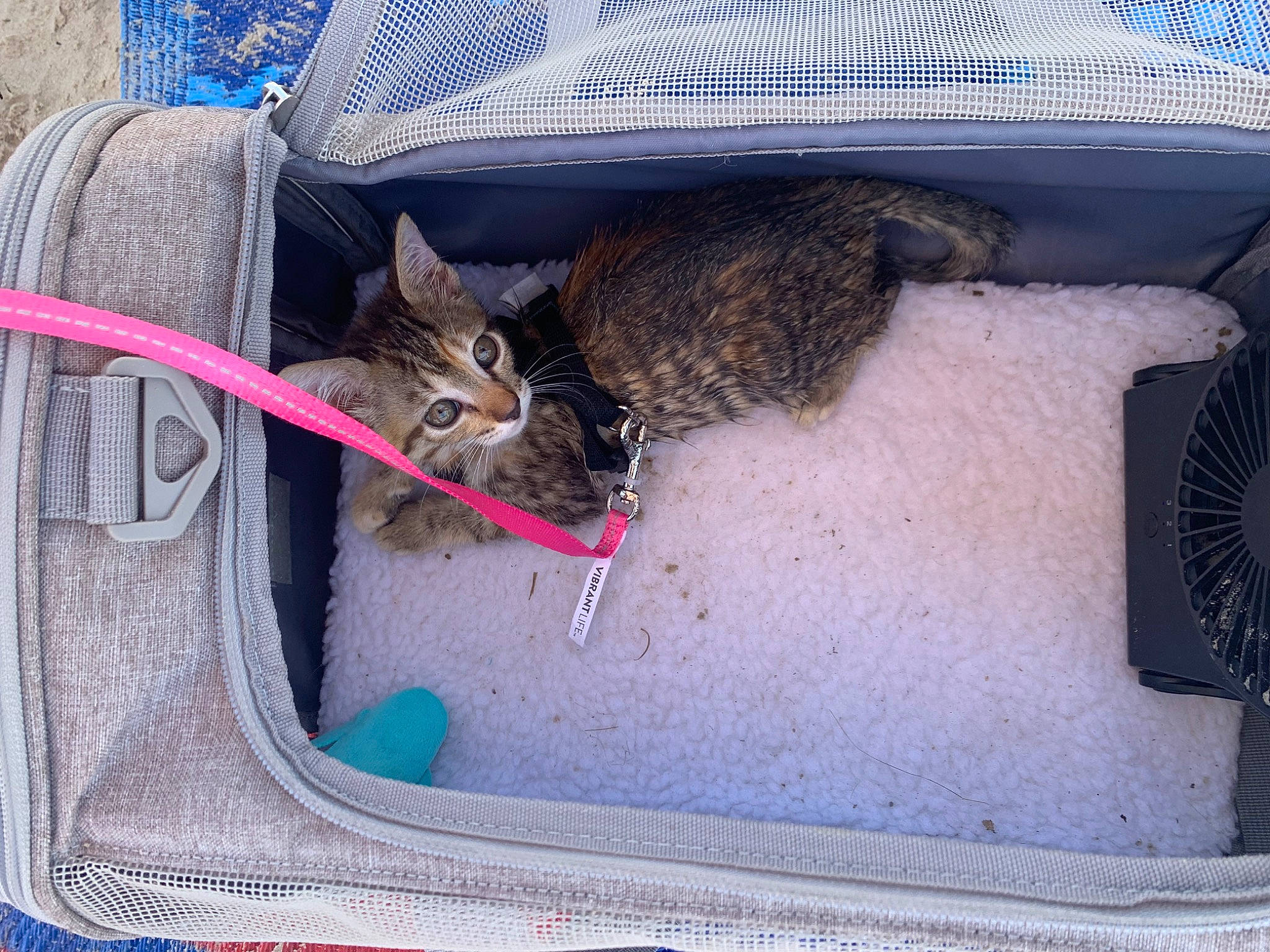 Keke joined the competition — help win amazing prizes! azure, bag, basket, blue, carnivore, cat, cat_supply, comfort, fawn, felidae, hat, linens, luggage_and_bags, mammal, plant, small_to_medium_sized_cats, tail, textile, vertebrate, whiskers