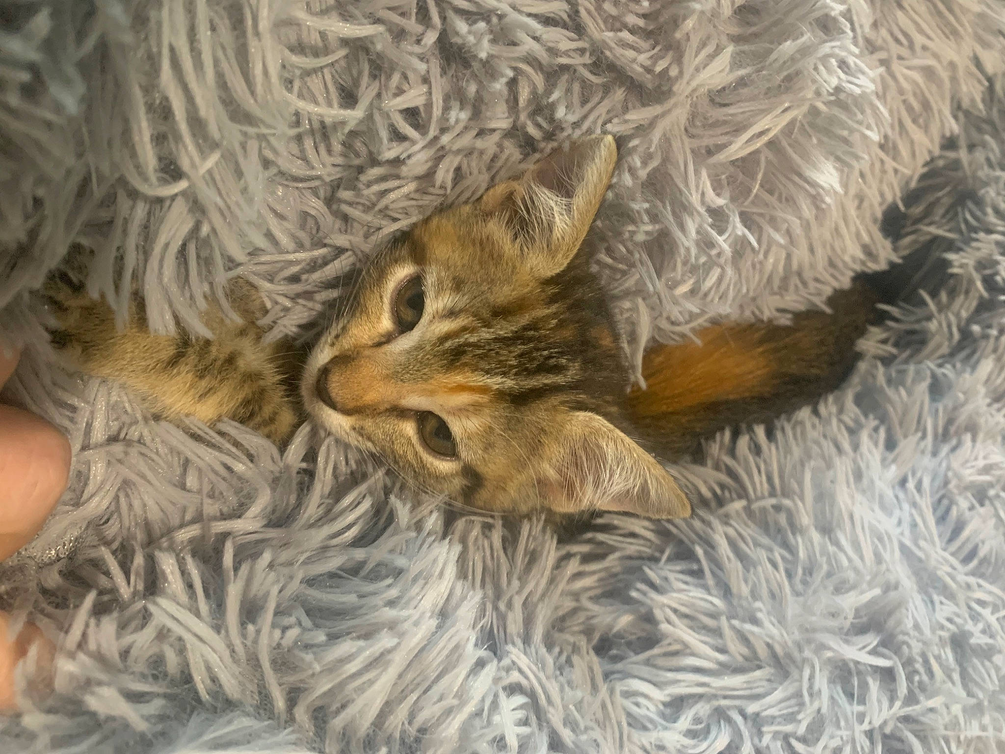 Keke joined the competition — help win amazing prizes! art, carnivore, cat, chipmunk, domestic_short_haired_cat, drawing, eastern_chipmunk, fawn, felidae, fur, painting, plant, rodent, small_to_medium_sized_cats, snout, tail, terrestrial_animal, tree, whiskers, wildlife