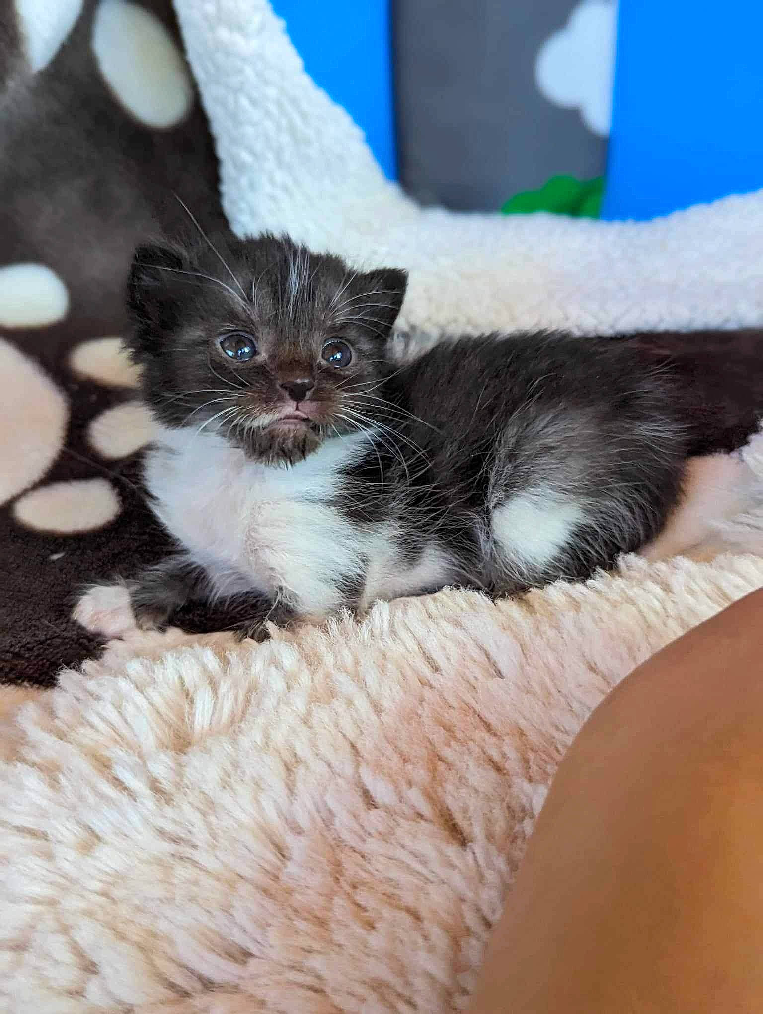 Nova is registered to the contest to win money with this photo: carnivore, cat, cat_supply, claw, comfort, domestic_short_haired_cat, felidae, fur, paw, small_to_medium_sized_cats, tail, whiskers