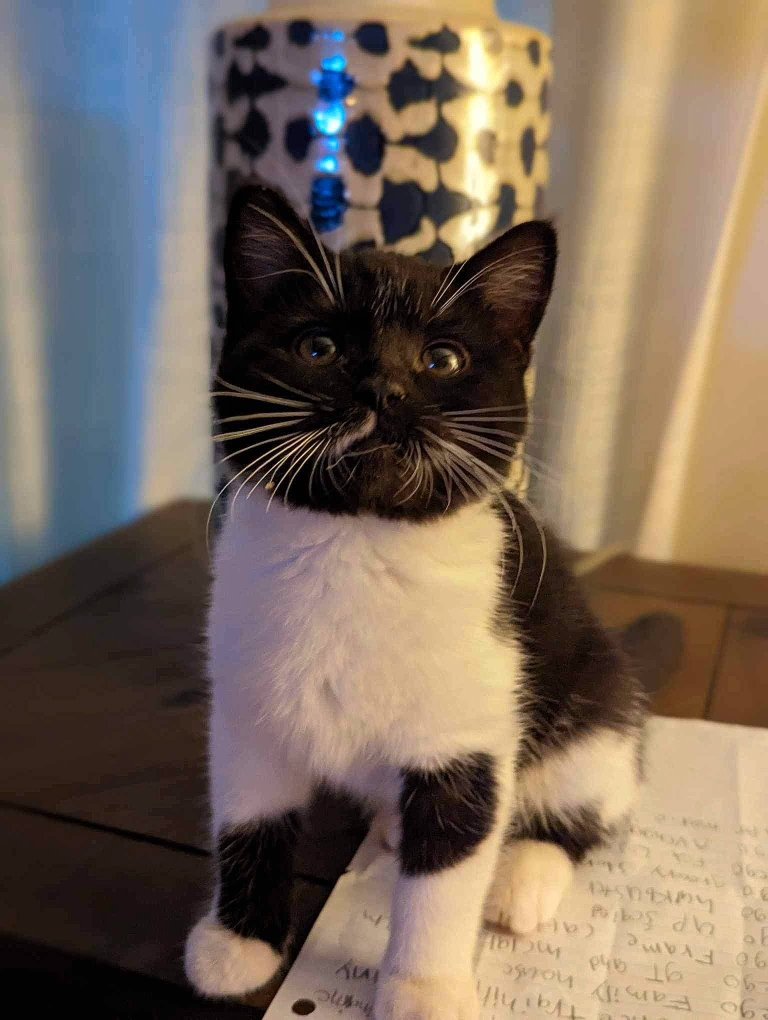 Nova joined the competition — help win amazing prizes! art, black_cat, box, carnivore, cat, domestic_short_haired_cat, electric_blue, felidae, flooring, formal_wear, fur, paw, shadow, small_to_medium_sized_cats, snout, tail, tuxedo, whiskers, window