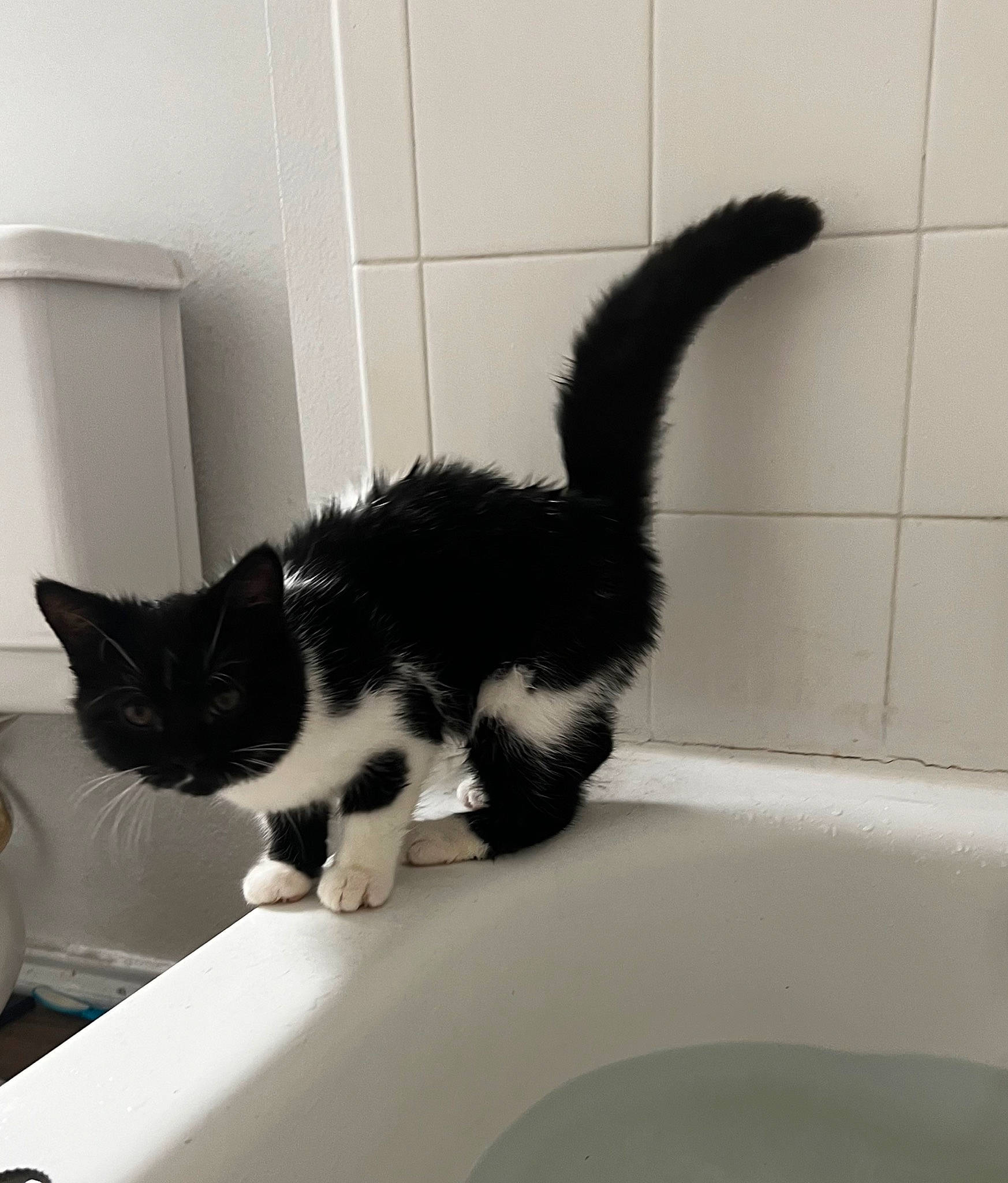 Nova joined the competition — help win amazing prizes! bathroom, bathroom_accessory, bathtub, black, carnivore, cat, comfort, domestic_short_haired_cat, felidae, flooring, fluid, fur, pet_supply, plumbing, plumbing_fixture, sink, small_to_medium_sized_cats, tail, tap, whiskers