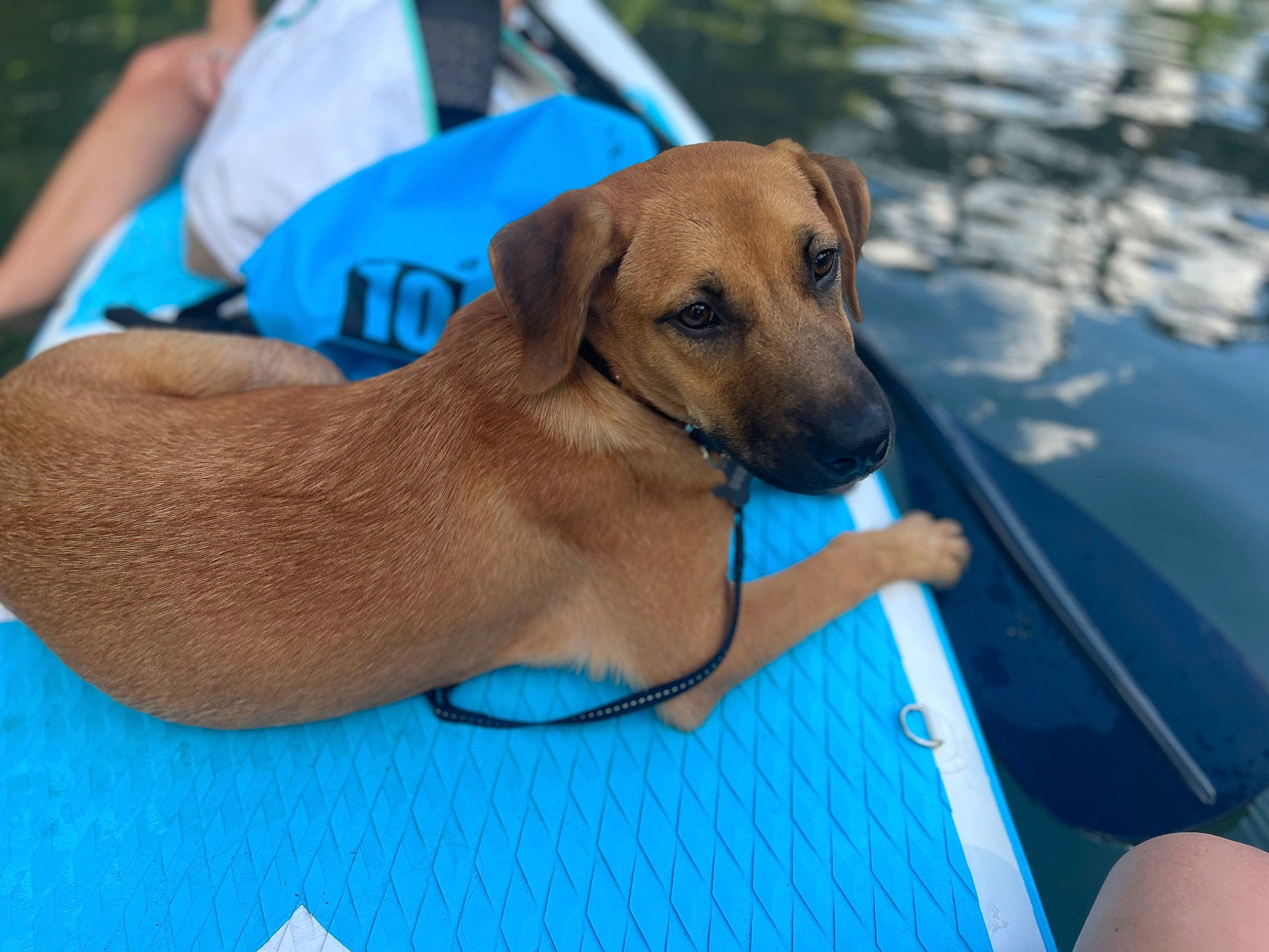 Coda is registered to the contest to win money with this photo: boat, canidae, carnivore, collar, comfort, companion_dog, dog, dog_breed, dog_collar, dog_supply, electric_blue, fawn, leisure, liver, pet_supply, recreation, snout, sporting_group, water, working_animal