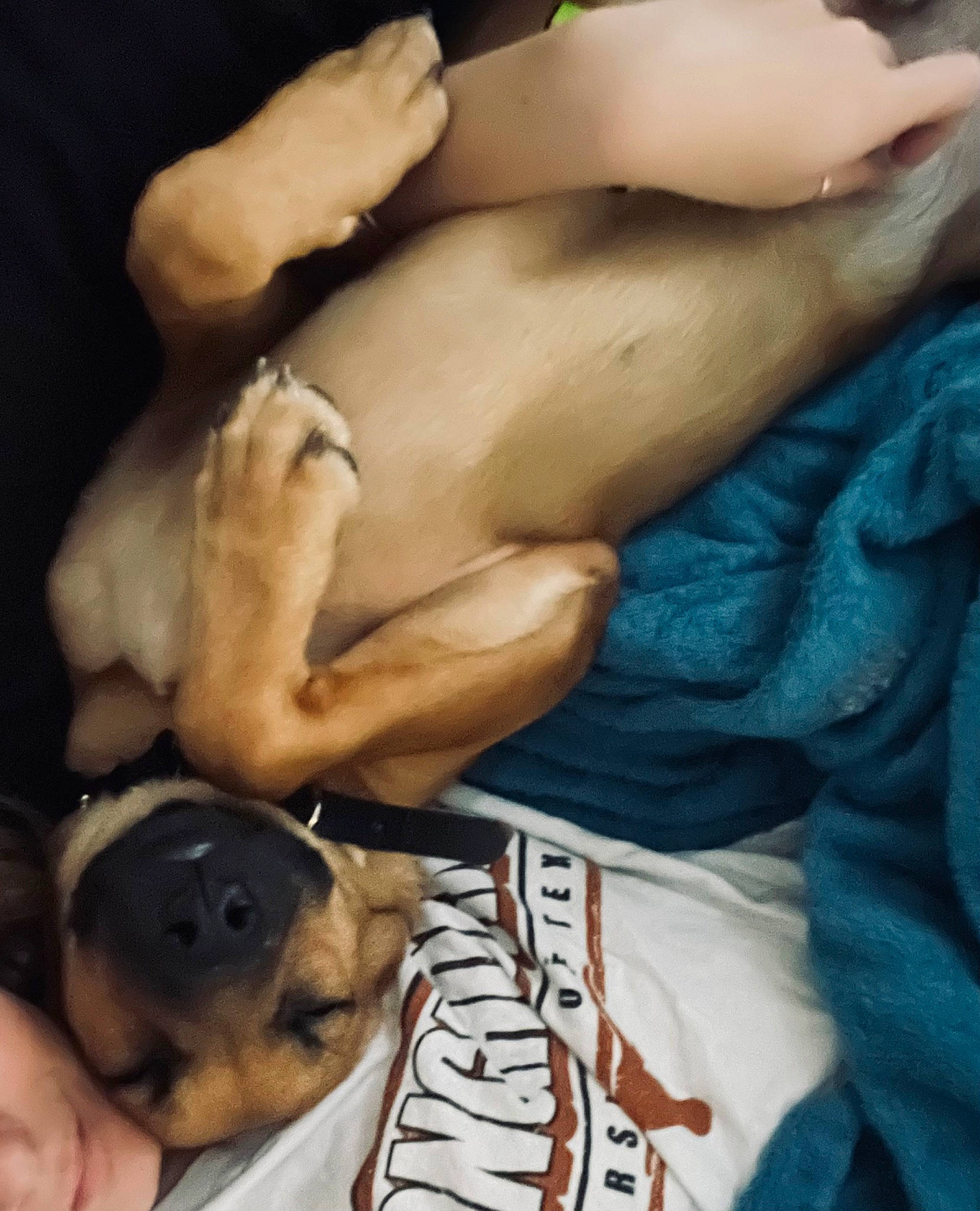 Coda is registered to the contest to win money with this photo: abdomen, barechested, chest, comfort, companion_dog, dog, dog_breed, elbow, fawn, flesh, fur, gesture, human_leg, knee, muscle, navel, paw, thigh, trunk, wrist