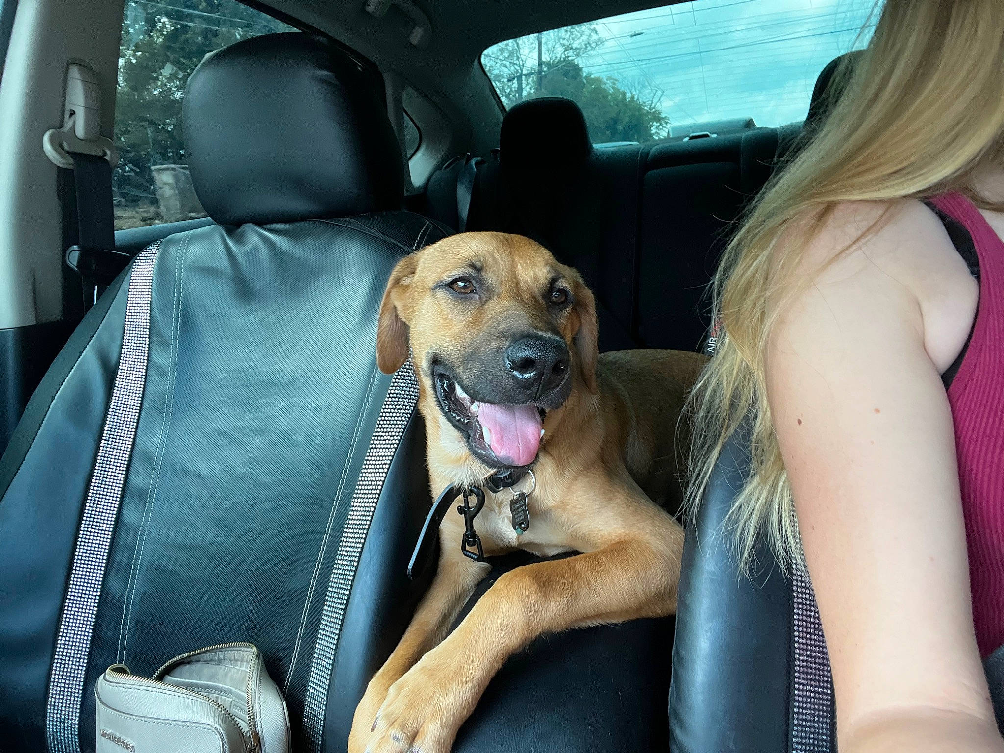 Coda is registered to the contest to win money with this photo: auto_part, automotive_exterior, automotive_mirror, car, car_seat, car_seat_cover, carnivore, companion_dog, dog, dog_breed, fawn, head_restraint, motor_vehicle, seat_belt, snout, sporting_group, steering_part, steering_wheel, vehicle, vehicle_door
