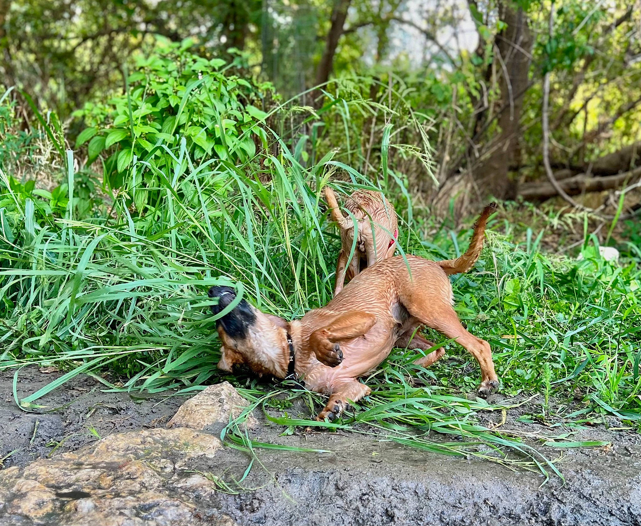 Coda is registered to the contest to win money with this photo: art, beak, canidae, dinosaur, fawn, forest, grass, groundcover, jungle, natural_landscape, plant, sculpture, soil, tail, terrestrial_animal, terrestrial_plant, tree, trunk, wildlife, wood