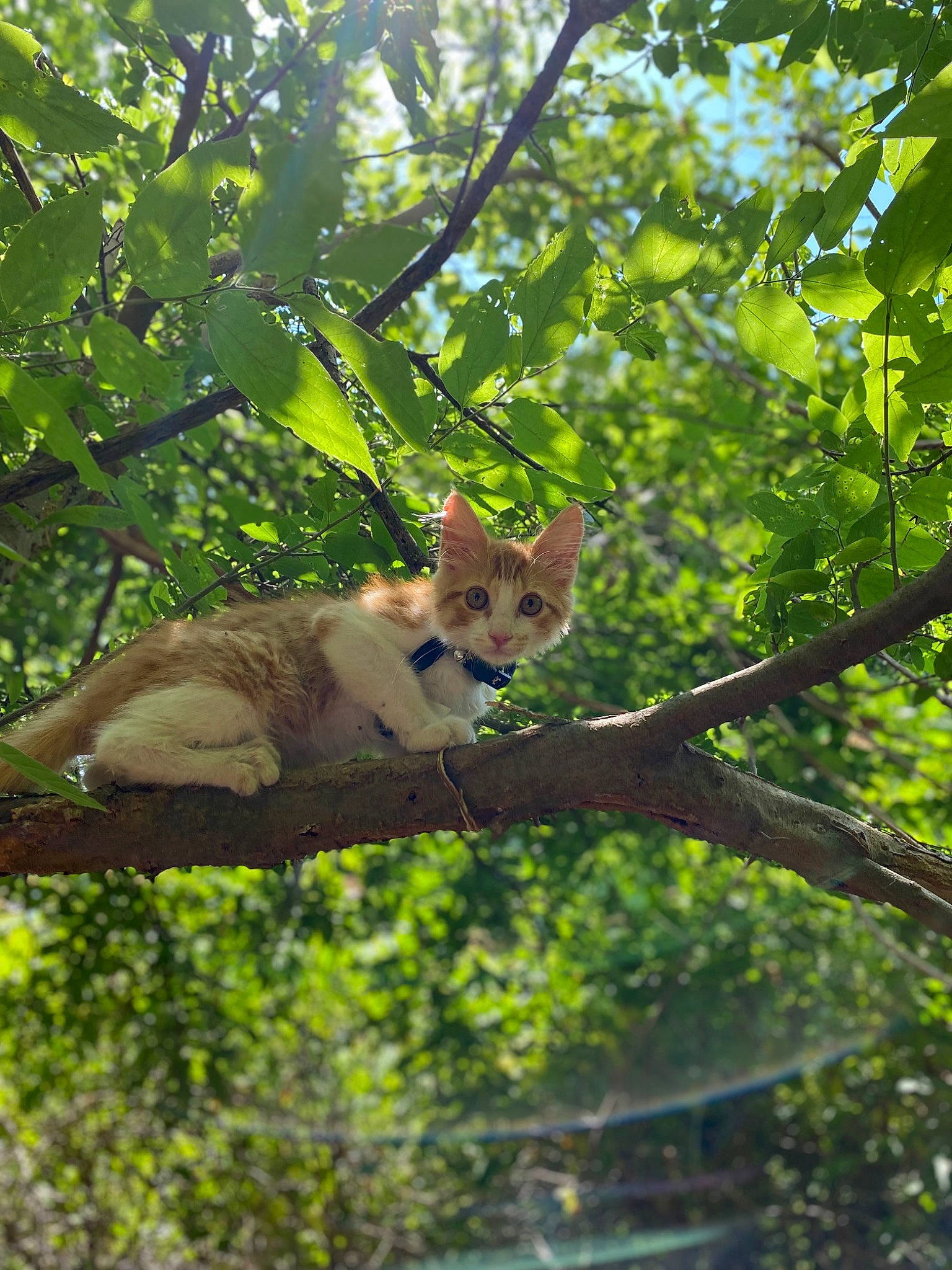 Blaze is registered to the contest to win money with this photo: branch, canidae, carnivore, cat, deciduous, fawn, felidae, forest, grass, plant, small_to_medium_sized_cats, snout, tail, terrestrial_animal, tree, trunk, twig, whiskers, wood, woodland