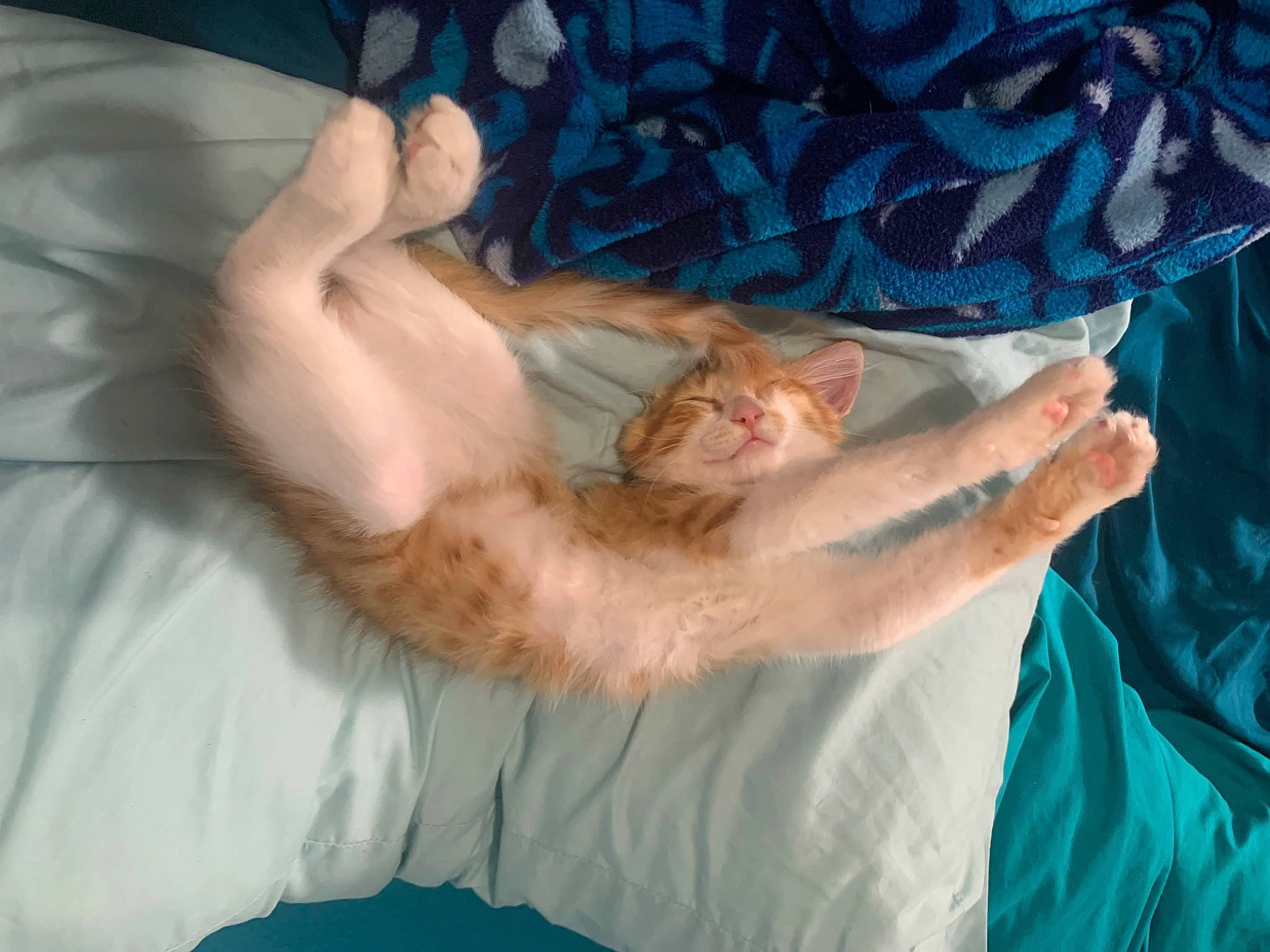 Blaze is registered to the contest to win money with this photo: barefoot, canidae, carnivore, cat, claw, comfort, domestic_short_haired_cat, fawn, felidae, finger, foot, fur, gesture, human_leg, linens, nail, paw, small_to_medium_sized_cats, tail, whiskers
