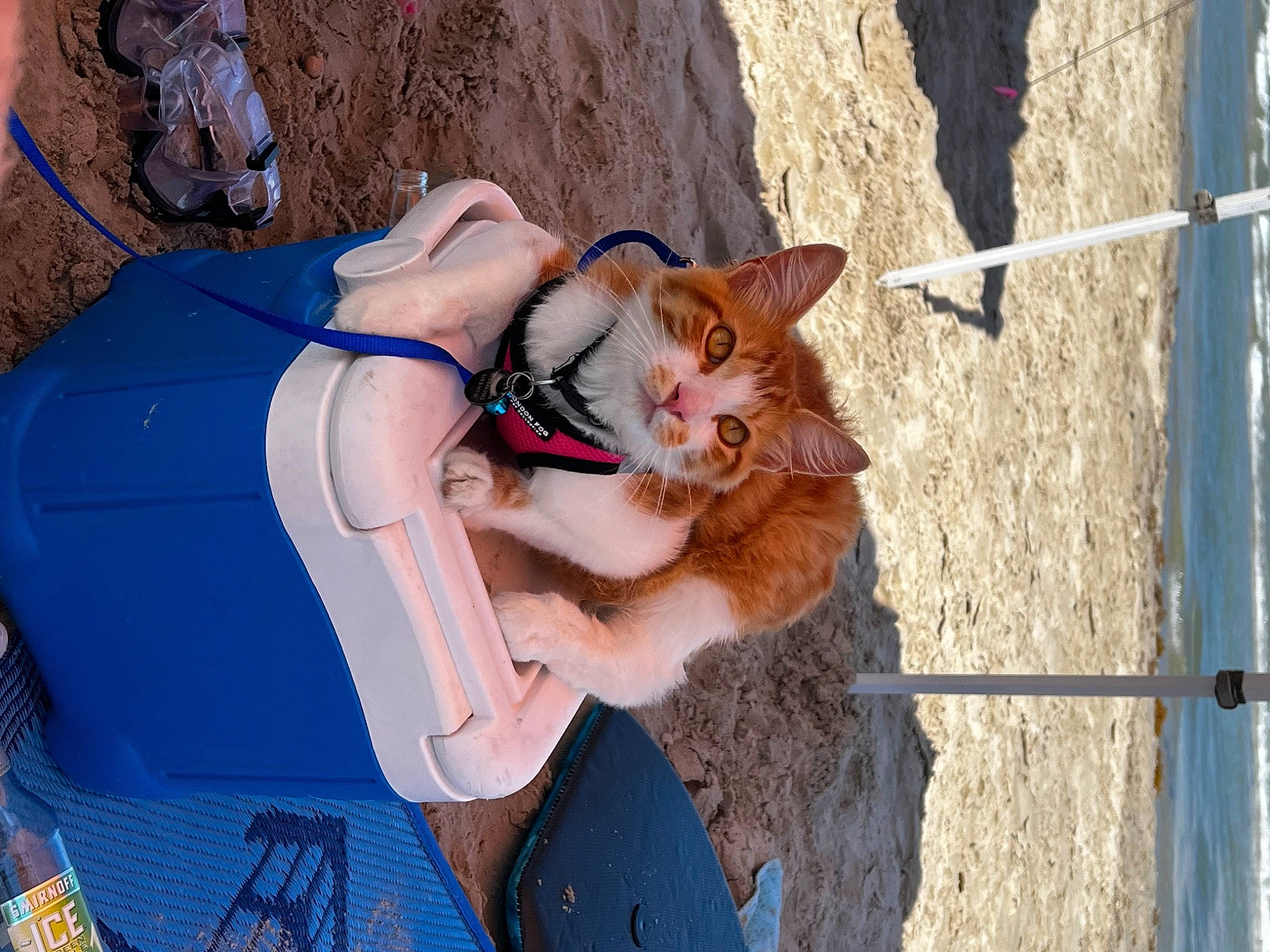 Blaze is registered to the contest to win money with this photo: blue, carnivore, cat, companion_dog, dog, dog_breed, dress, electric_blue, eyewear, fawn, felidae, human_leg, leash, leg, leisure, recreation, small_to_medium_sized_cats, smile, thigh, tree