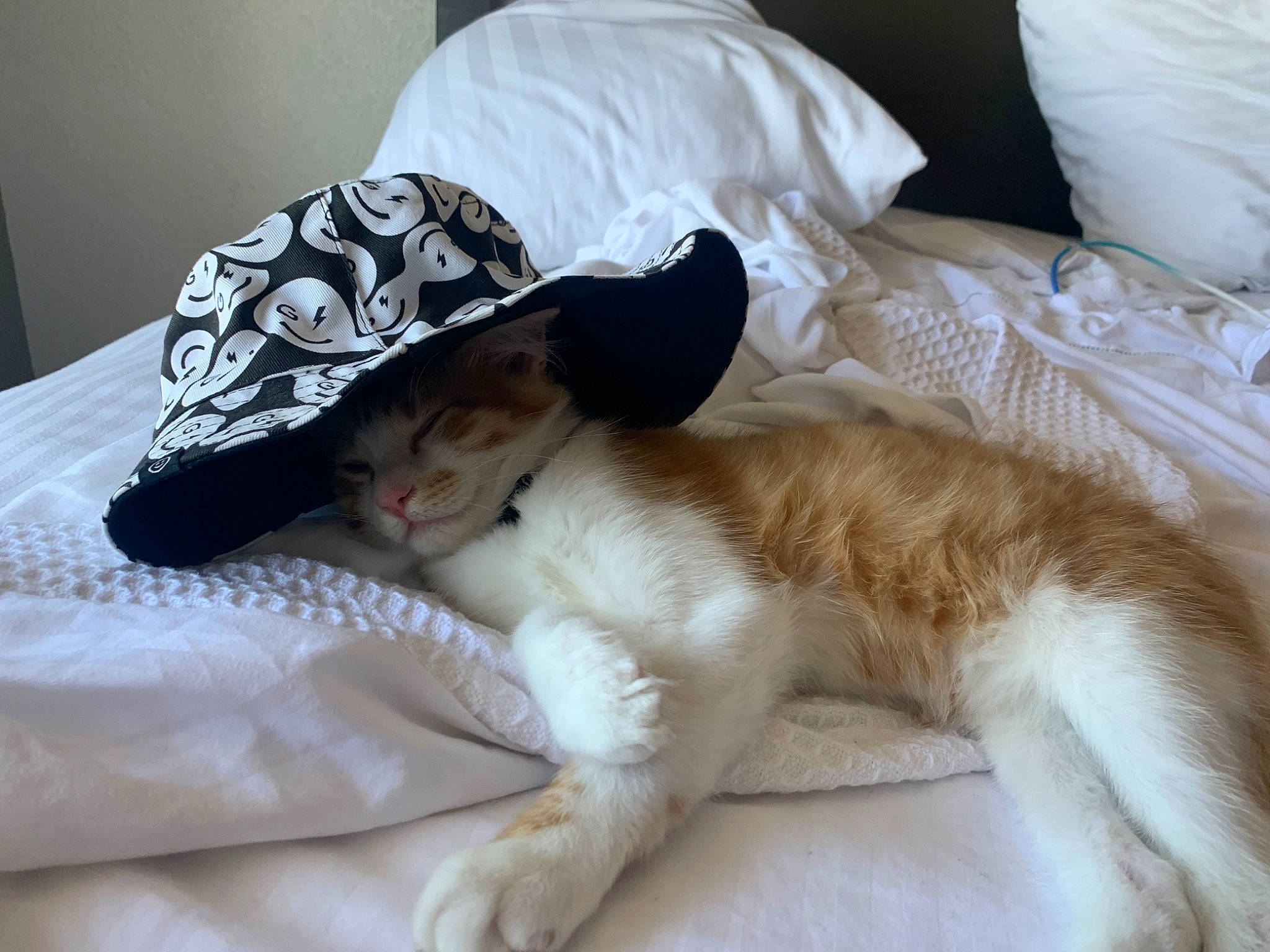 Blaze joined the competition — help win amazing prizes! bed, bedding, carnivore, cat, comfort, companion_dog, dog_breed, domestic_short_haired_cat, fawn, felidae, fur, hat, human_leg, lap, leg, linens, small_to_medium_sized_cats, tail, textile, whiskers