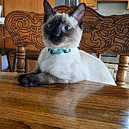 Echo joined the competition — help win amazing prizes! blue_eyes, carved_chair, cat, closeup, collar, curious, domestic, feline, furniture, indoor, kitchen, paws, pet, portrait, siamese_cat, sitting, table_top, whiskers, wooden_chair, wooden_table