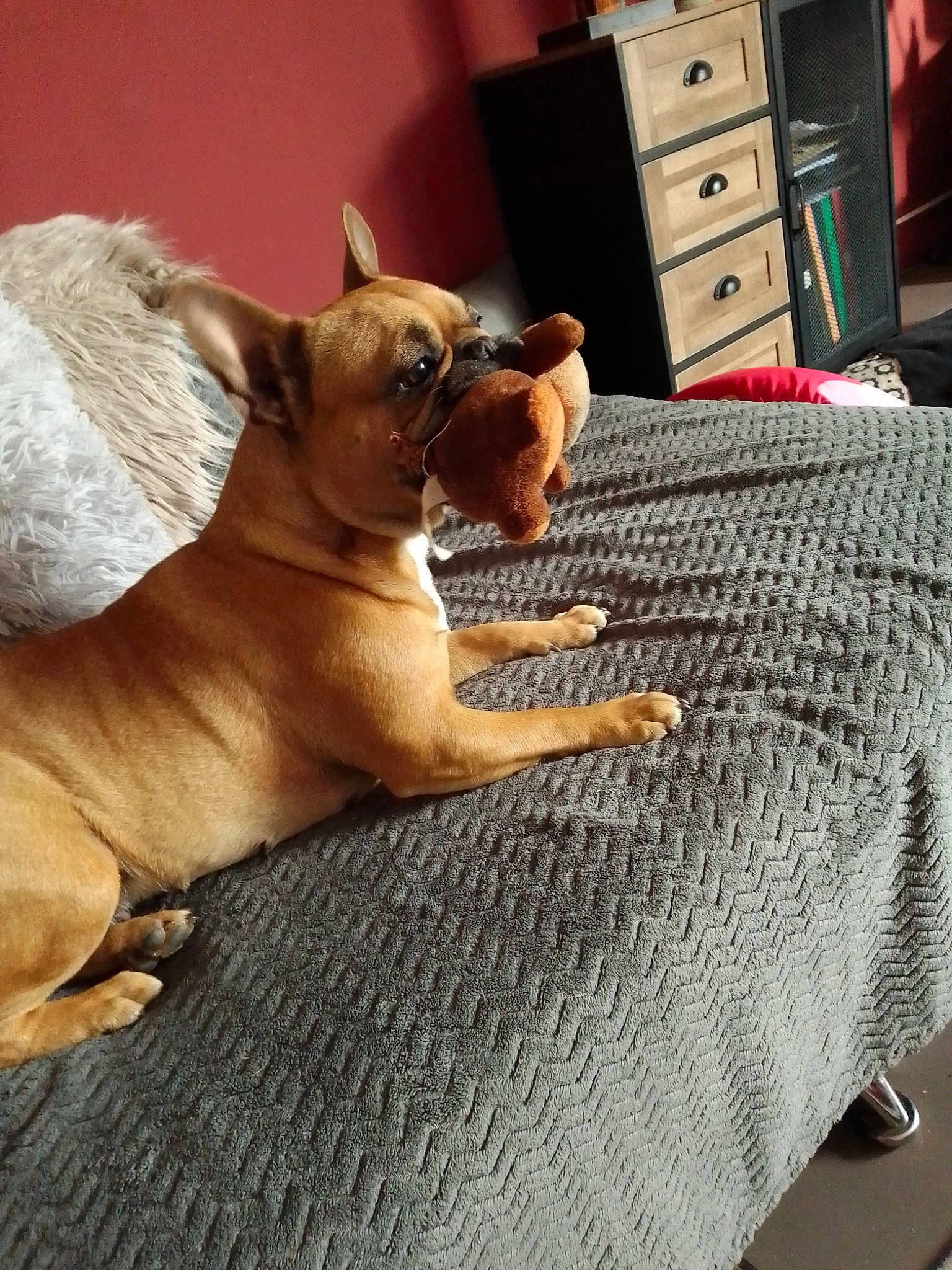 Poppy a rejoint le concours — aidez-le/la à gagner de superbes lots ! cabinetry, carnivore, chest, chest_of_drawers, comfort, companion_dog, dog, dog_breed, drawer, dresser, fawn, felidae, floor, flooring, hardwood, snout, toy_dog, whiskers, wood, working_animal