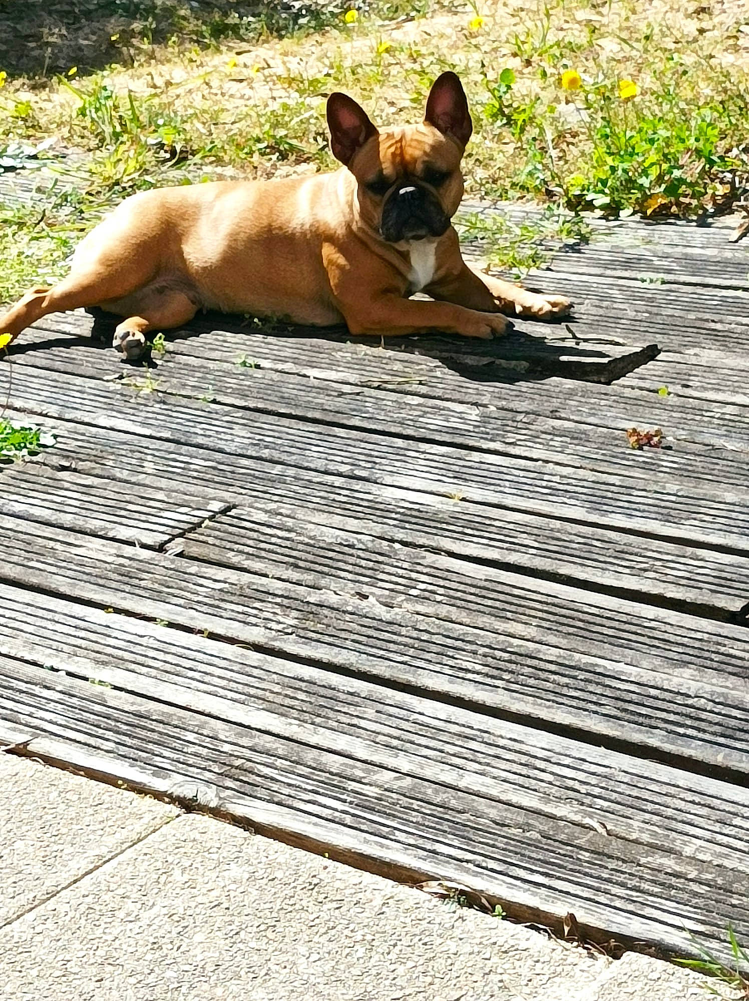 Poppy participe au concours pour gagner de l'argent avec cette photo : canidae, carnivore, comfort, companion_dog, dog, dog_breed, flooring, grass, hardwood, non_sporting_group, paw, plant, shadow, snout, sporting_group, tail, terrestrial_animal, toy_dog, wood, working_animal