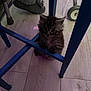 kitten, cat, indoor, floor, wooden_floor, blue_chair, footwear, slippers, walker, pet, furry, cute, small, curious, animal, domestic, paw, furniture, home, light