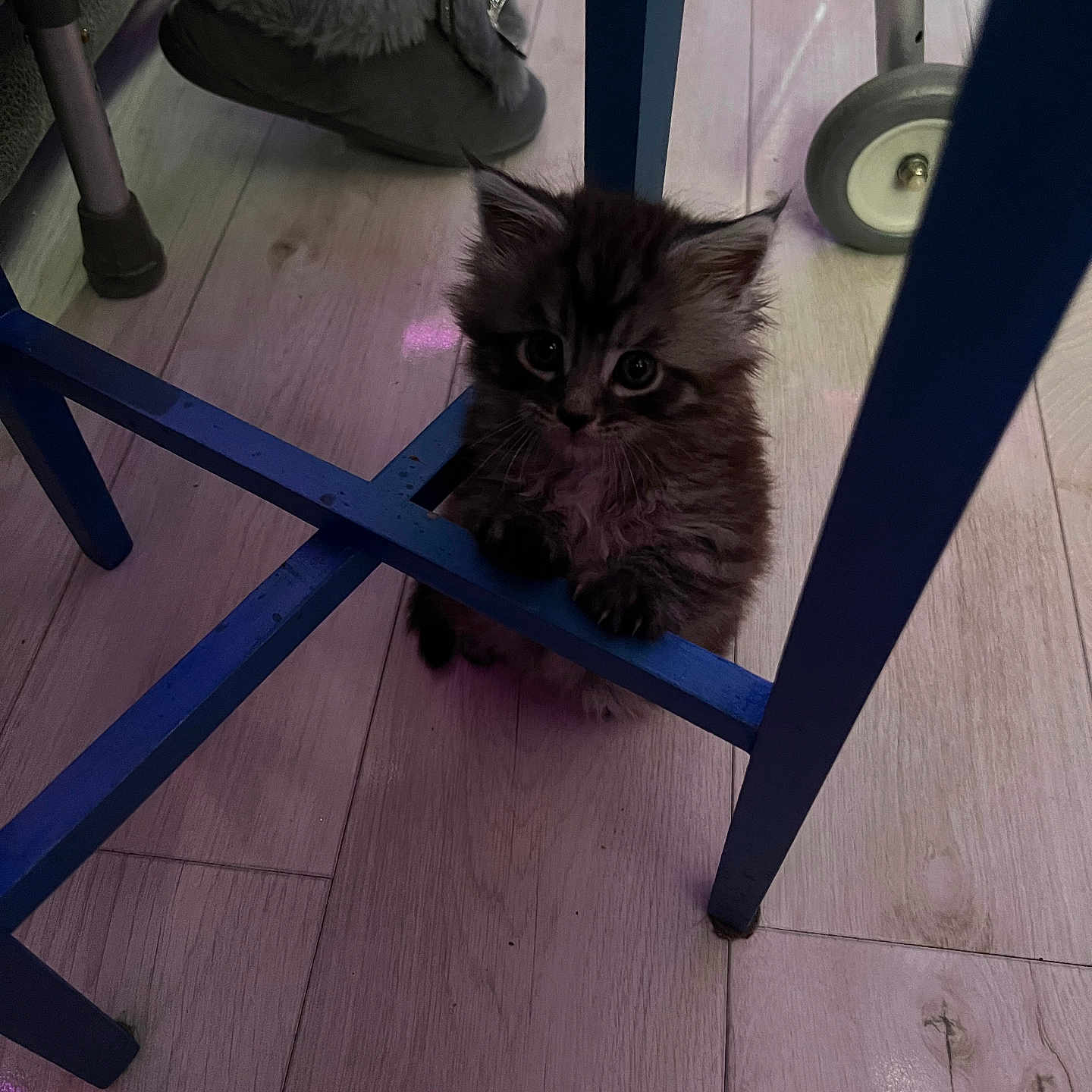 Bear joined the competition — help win amazing prizes! animal, blue_chair, cat, curious, cute, domestic, floor, footwear, furniture, furry, home, indoor, kitten, light, paw, pet, slippers, small, walker, wooden_floor