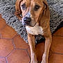 dog, brown_dog, pet, rug, shaggy_rug, paws, looking_up, eyes, nose, indoor, tile_floor, terracotta_tiles, pet_bed, portrait, animal, domestic_animal, living_space, face, wall, floor