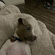Lilo is registered to the contest to win money with this photo: blanket, brown_and_white, closeup, collar, couch, cozy, cute, dim_lighting, dog, floor, furniture, home, indoor, lying_down, portrait, puppy, resting, short_hair, sleepy, tag