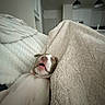 Lilo is registered to the contest to win money with this photo: bed, bedroom, blanket, brown_fur, bulldog, closeup, cozy, cute, dog, floppy_ears, home, indoors, kitchen, open_mouth, pet, portrait, puppy, relaxed, sleeping, white_fur