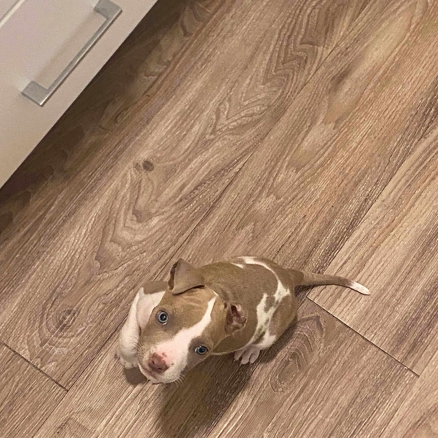 Lilo