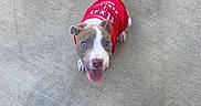 Lilo joined the competition — help win amazing prizes! animal, blue_eyes, clothing, concrete, cute, dog, fashion, happy, looking_up, open_mouth, orange_toy, outdoor, patio, pet, portrait, puppy, red_shirt, sidewalk, sitting, tongue