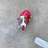 animal, blue_eyes, clothing, concrete, cute, dog, fashion, happy, looking_up, open_mouth, orange_toy, outdoor, patio, pet, portrait, puppy, red_shirt, sidewalk, sitting, tongue