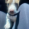 Lilo is registered to the contest to win money with this photo: animal, blue_eyes, brown_fur, car, close_up, collar, dog, floppy_ears, indoors, legs, paw, person, pet, pit_bull, portrait, puppy, seat, sitting, vehicle, white_fur
