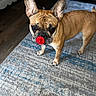 Paris is registered to the contest to win money with this photo: dog, french_bulldog, pacifier, indoor, carpet, curious, pet, brown_dog, floor, home, cute, animal, small_dog, ears, looking_up, domestic, funny, toy, muzzle, standing
