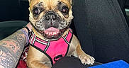 Paris is registered to the contest to win money with this photo: dog, french_bulldog, pink_harness, car_interior, tattoo, arm, leash, blue_towel, seat, window, gas_station, happy, pet, animal, tongue_out, paw, inside, vehicle, smiling, closeup