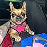 dog, french_bulldog, pink_harness, car_interior, tattoo, arm, leash, blue_towel, seat, window, gas_station, happy, pet, animal, tongue_out, paw, inside, vehicle, smiling, closeup