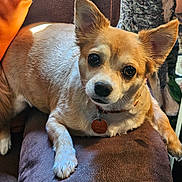 Kaiah joined the competition — help win amazing prizes! dog, small_dog, pet, canine, brown_fur, white_fur, collar, tag, chair, cushion, indoor, cozy, relaxed, attentive, portrait, close_up, animal, domestic_animal, furry, companion