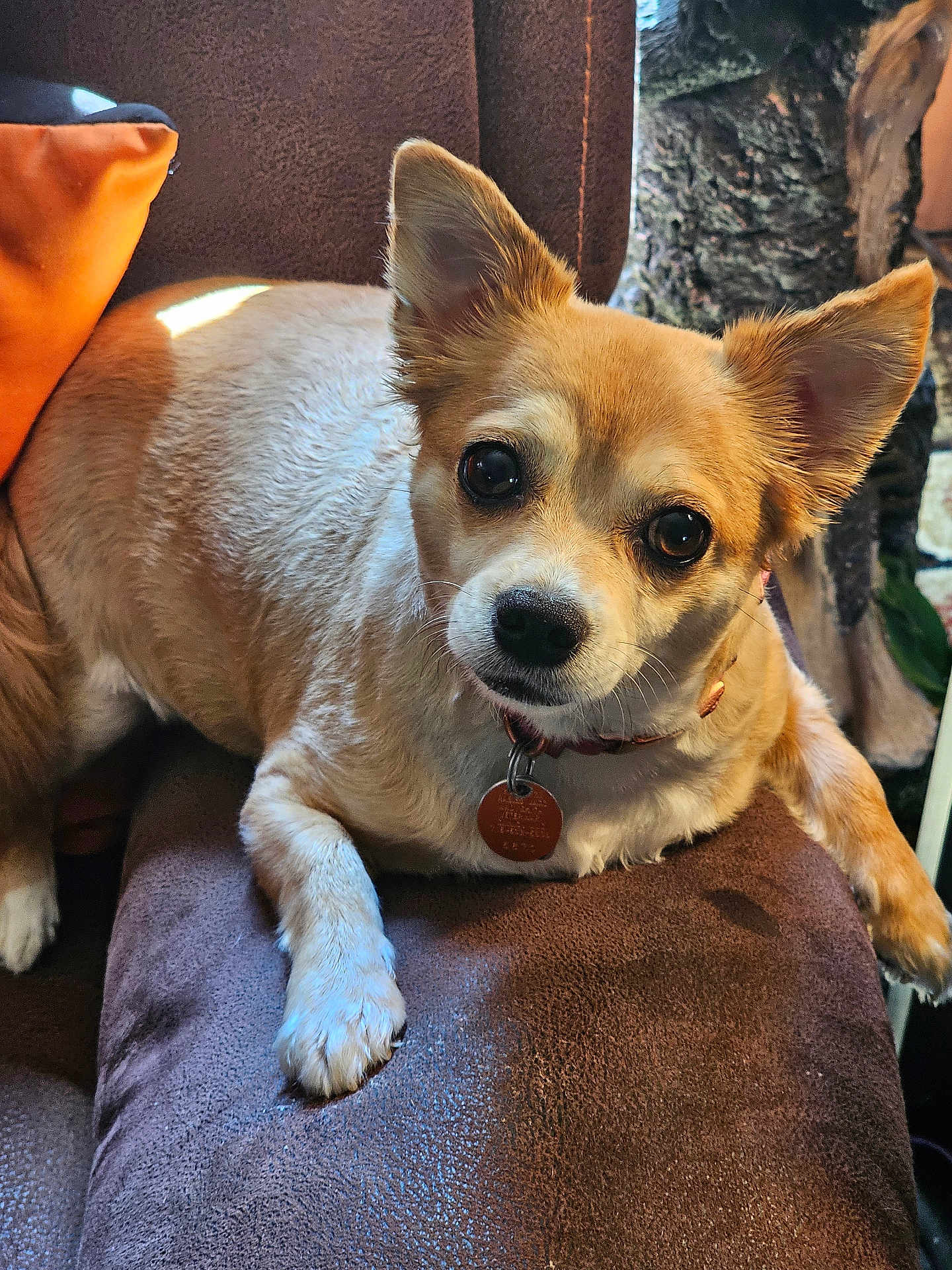 Kaiah joined the competition — help win amazing prizes! dog, small_dog, pet, canine, brown_fur, white_fur, collar, tag, chair, cushion, indoor, cozy, relaxed, attentive, portrait, close_up, animal, domestic_animal, furry, companion
