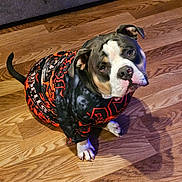 Rocky is registered to the contest to win money with this photo: dog, pet, indoor, floor, wooden_floor, clothing, shirt, black, red, pattern, animal, canine, cute, looking_up, ears, tail, domestic_animal, sitting, portrait, fur