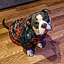 dog, pet, indoor, floor, wooden_floor, clothing, shirt, black, red, pattern, animal, canine, cute, looking_up, ears, tail, domestic_animal, sitting, portrait, fur