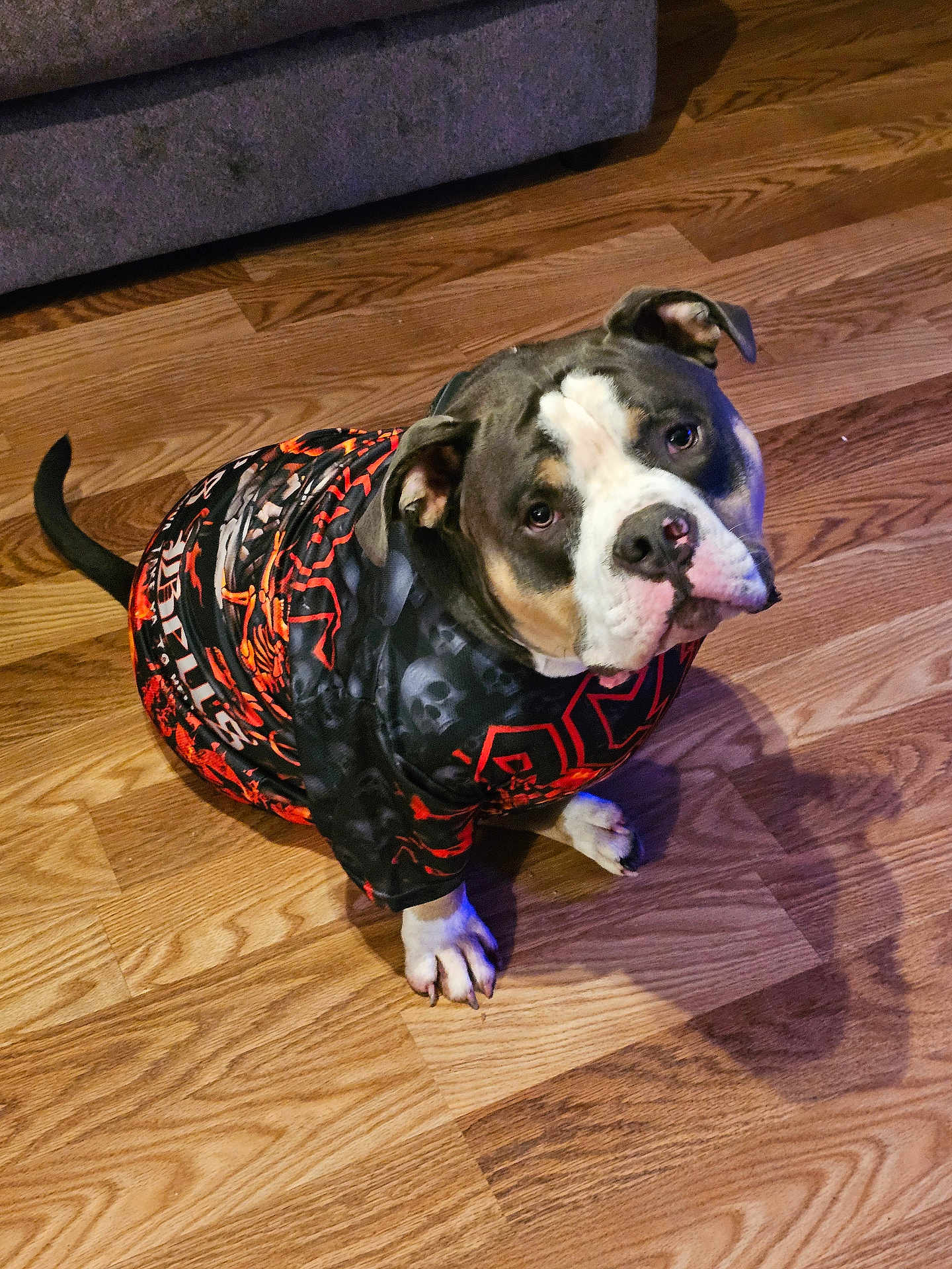 Rocky is registered to the contest to win money with this photo: dog, pet, indoor, floor, wooden_floor, clothing, shirt, black, red, pattern, animal, canine, cute, looking_up, ears, tail, domestic_animal, sitting, portrait, fur