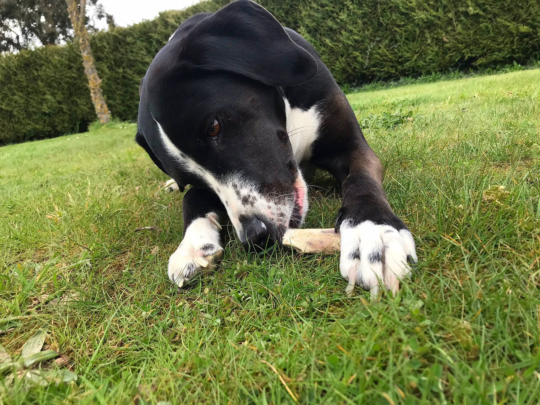 Litchie a rejoint le concours — aidez-le/la à gagner de superbes lots ! canidae, carnivore, companion_dog, dog, dog_breed, grass, mammal, non_sporting_group, plant, snout, sporting_group, tail, vertebrate