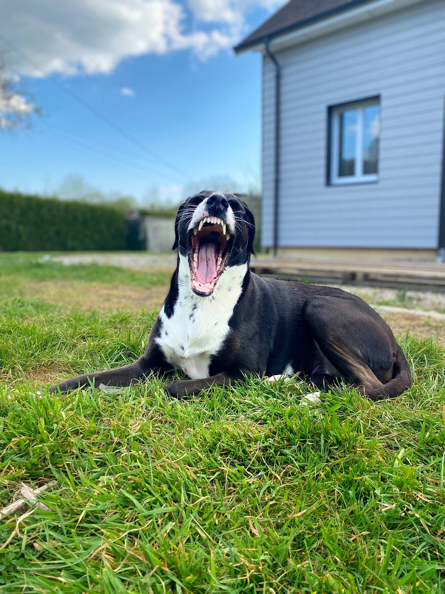 Litchie a rejoint le concours — aidez-le/la à gagner de superbes lots ! american_bulldog, american_pit_bull_terrier, american_staffordshire_terrier, canidae, carnivore, dog, dog_breed, grass, great_dane, guard_dog, mammal, molosser, non_sporting_group, pit_bull, snout, sporting_group, vertebrate, working_dog