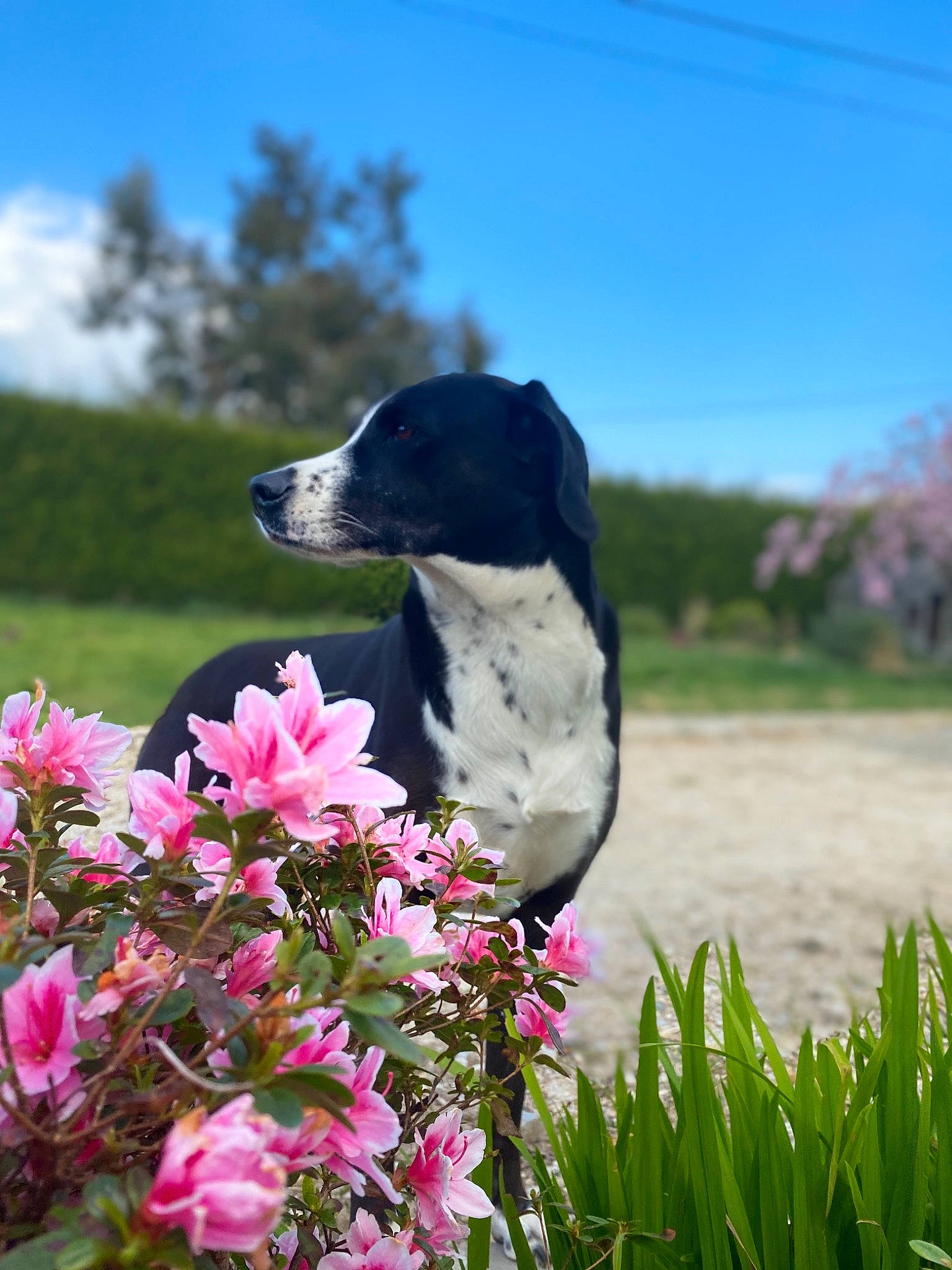 Litchie a rejoint le concours — aidez-le/la à gagner de superbes lots ! borador, braque_dauvergne, canidae, carnivore, dog, dog_breed, english_springer_spaniel, flower, grass_family, hunting_dog, labrador_retriever, mammal, old_danish_pointer, plant, pointer, pointing_breed, sporting_group, spring, stabyhoun, vertebrate