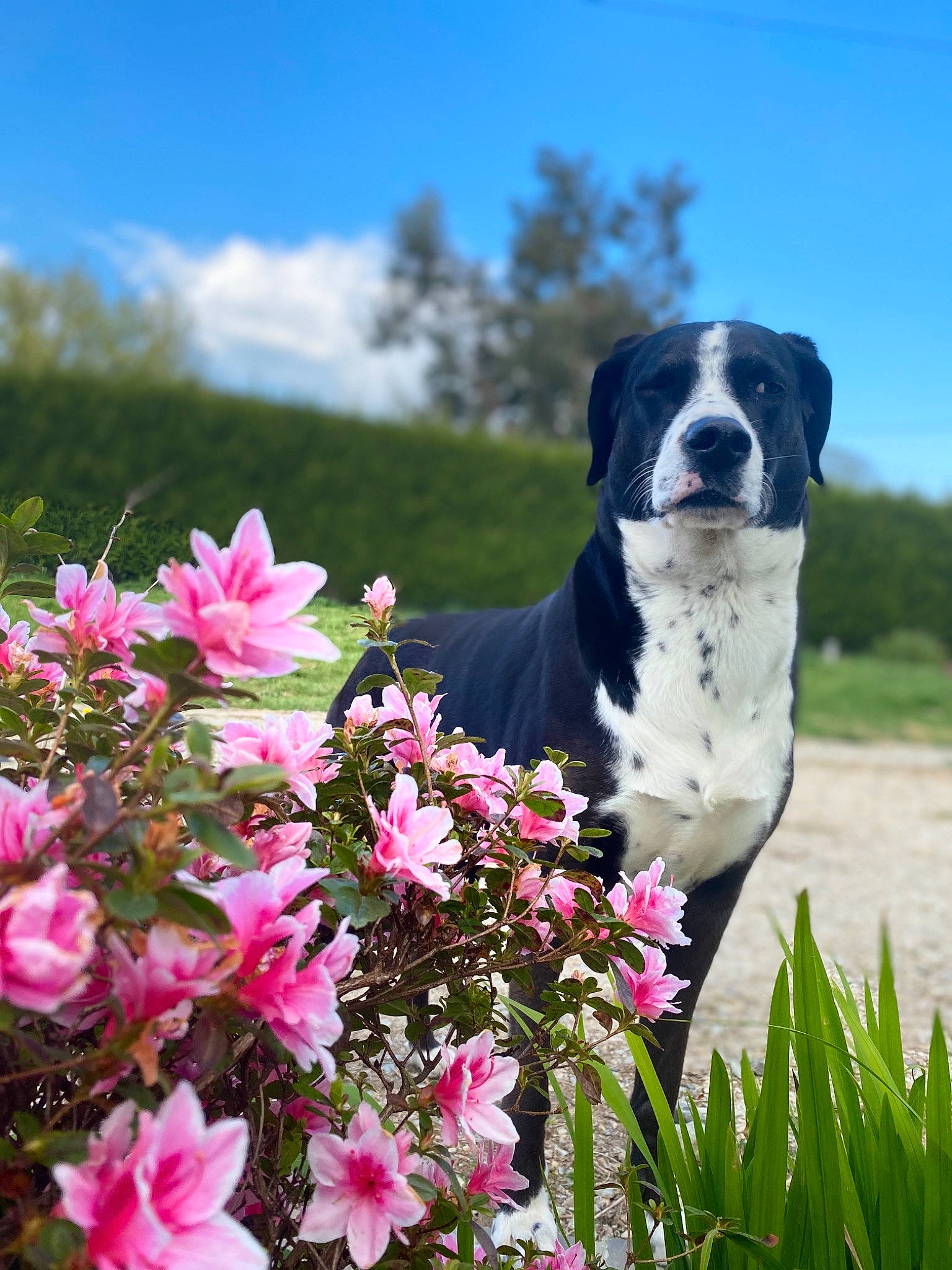 Litchie a rejoint le concours — aidez-le/la à gagner de superbes lots ! canidae, carnivore, dog, dog_breed, flower, hunting_dog, petal, pink, plant, rhododendron, shrub, sporting_group, spring, wildflower, working_dog