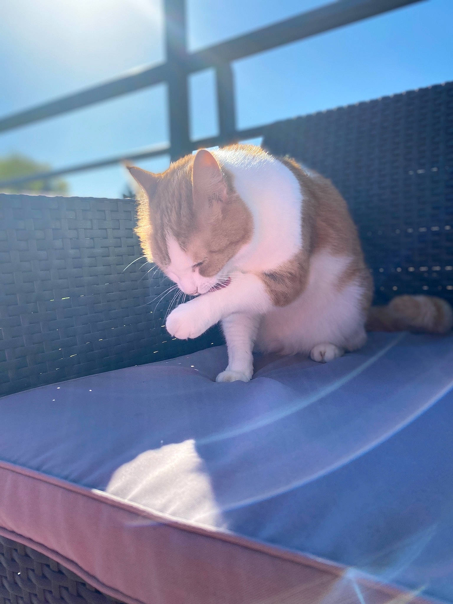 Clochette participe au concours pour gagner de l'argent avec cette photo : aegean_cat, carnivore, cat, domestic_short_haired_cat, ear, eye, fawn, felidae, fur, kitten, leg, polydactyl_cat, small_to_medium_sized_cats, sunlight, tail, trampoline, trampolining_equipment_and_supplies, turkish_angora, turkish_van, whiskers